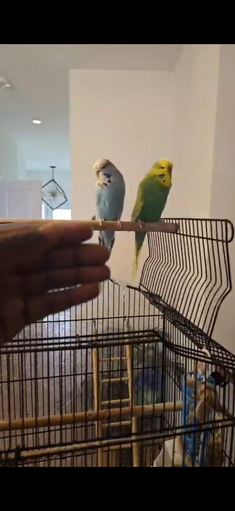 LOST Budgie in Peterborough — Lost blue bird
