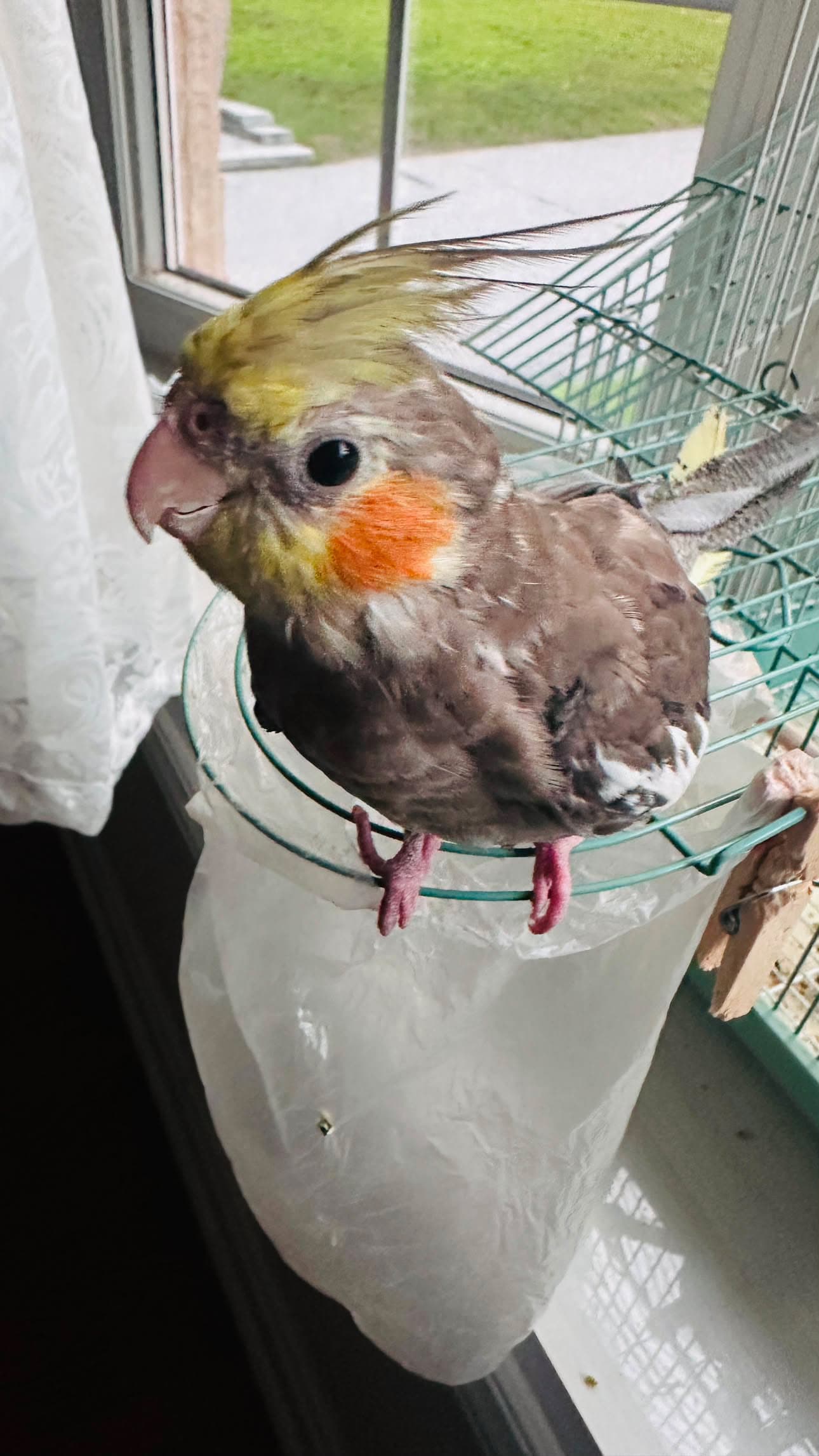 LOST Cockatiel in Etobicoke ā Yellow Grey White