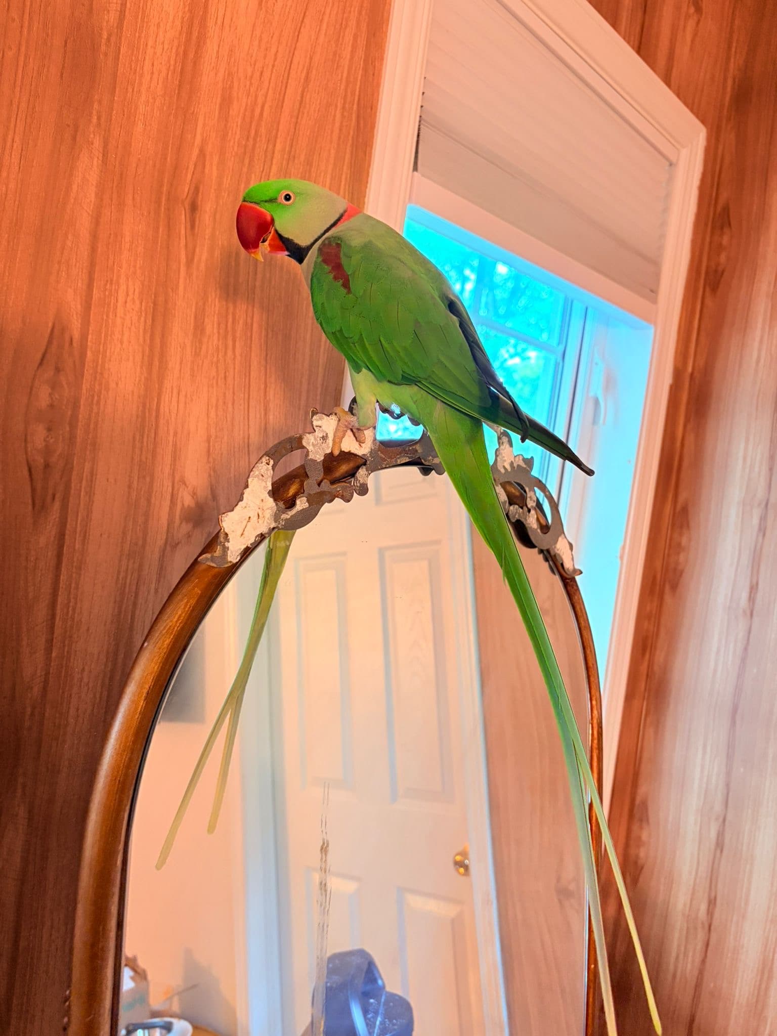 LOST Other in Barrhaven ottawa ā Lost Parrot