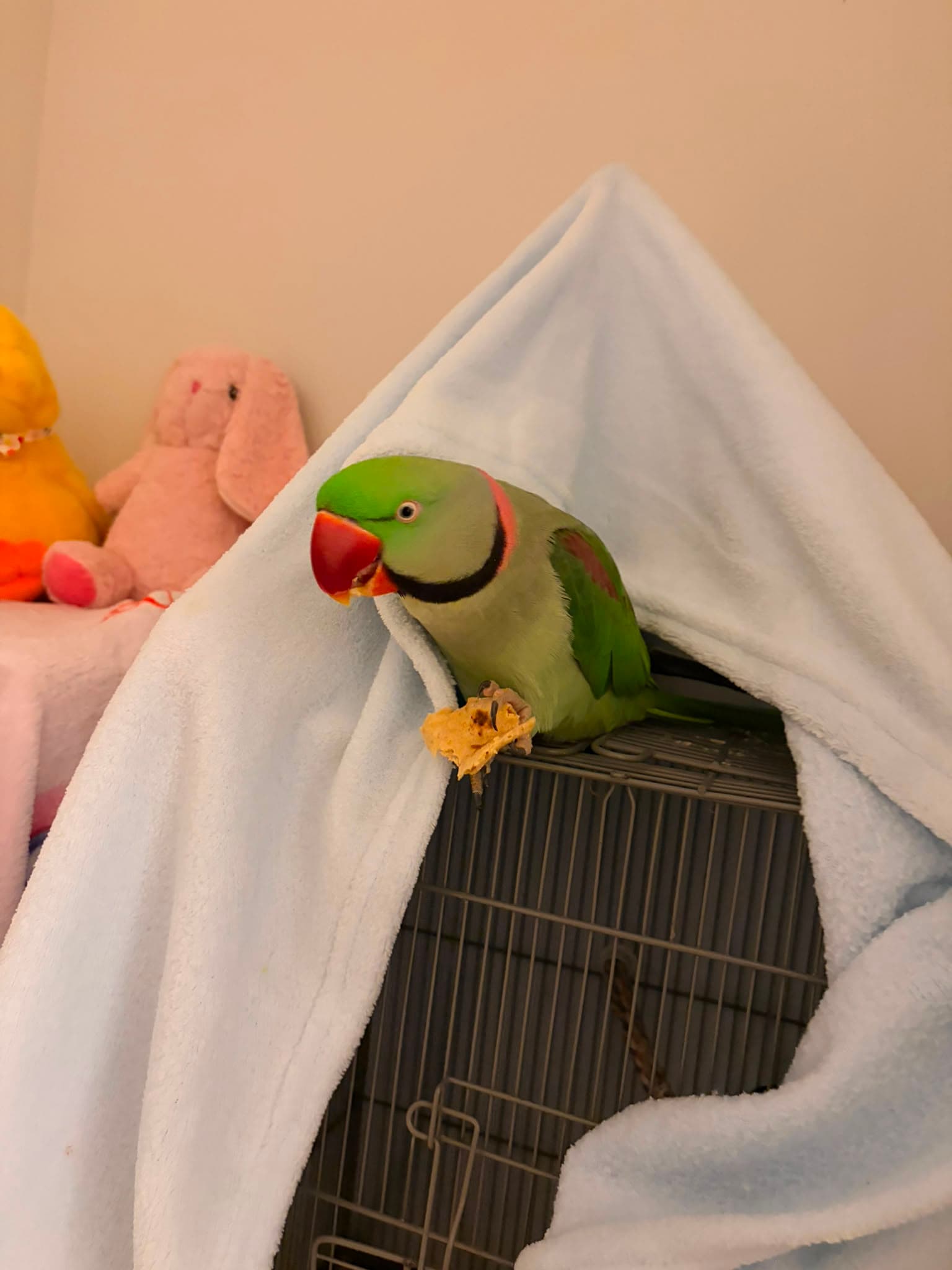 LOST Indian Ringneck in Ottawa ON — Lost green indian ringneck