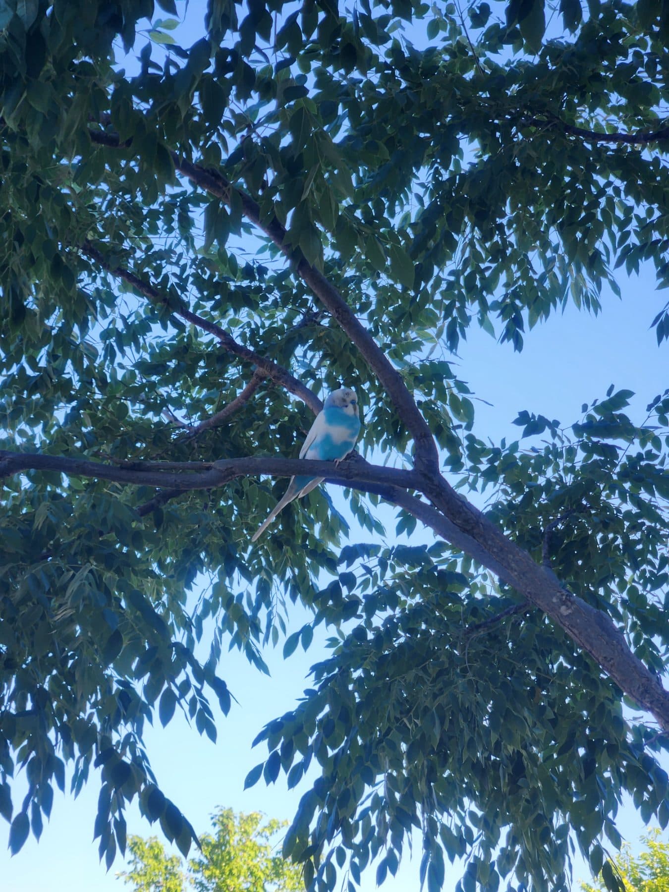 FOUND Budgie in Oakville — White and Blue Budgie Spotted