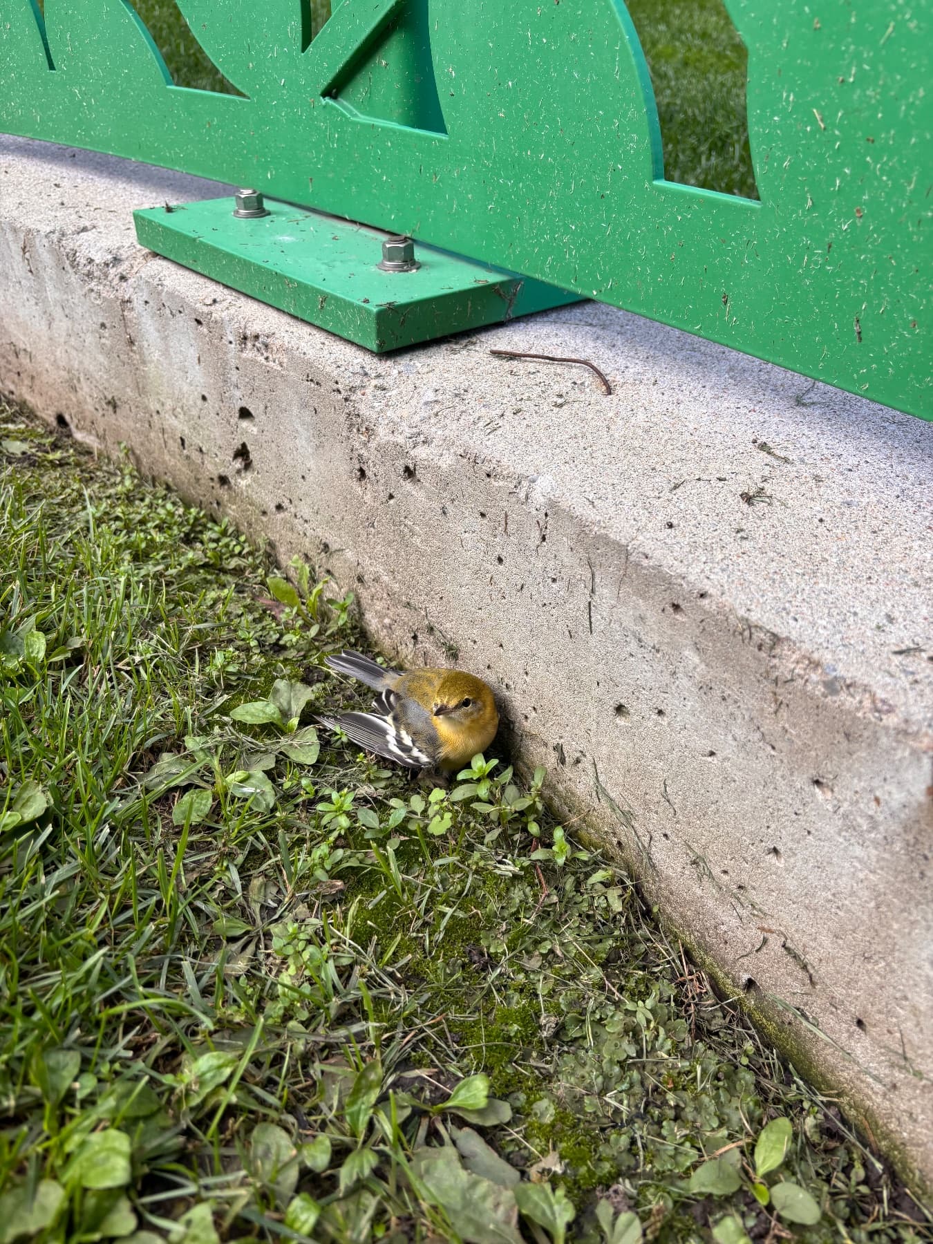 FOUND Budgie in Toronto — Found green bird at Toronto city place