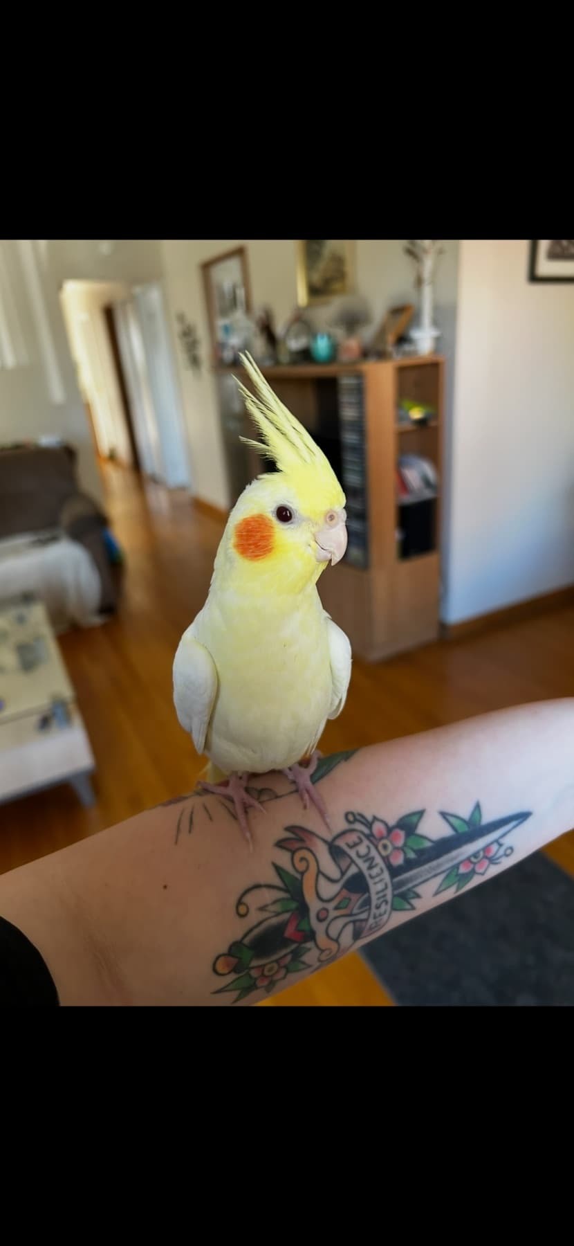 LOST Cockatiel in Scarborough, Toronto — Lost in Scarborough