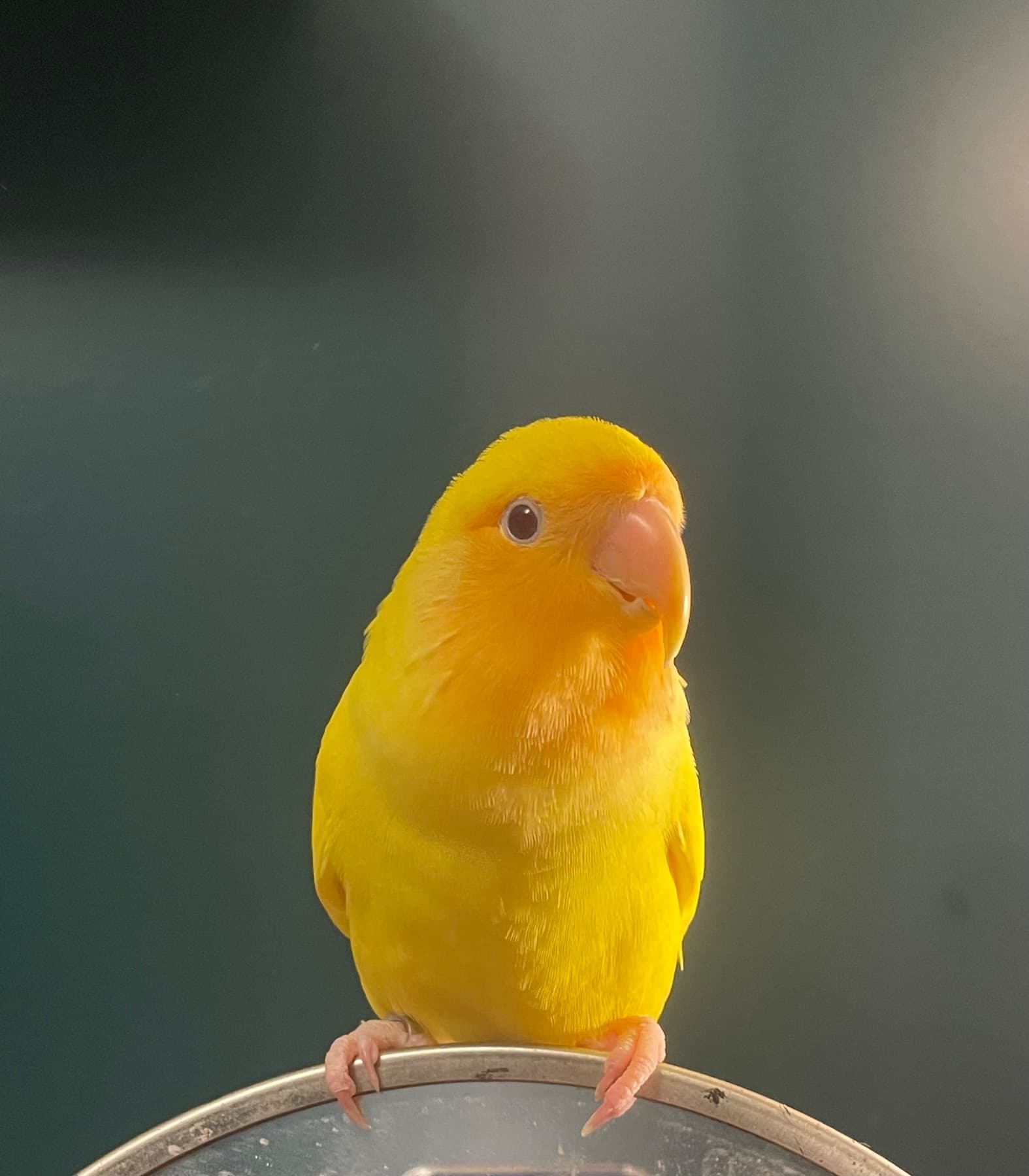 LOST Lovebird in Woodbridge — Lost yellow lovebird near Davos and Tule