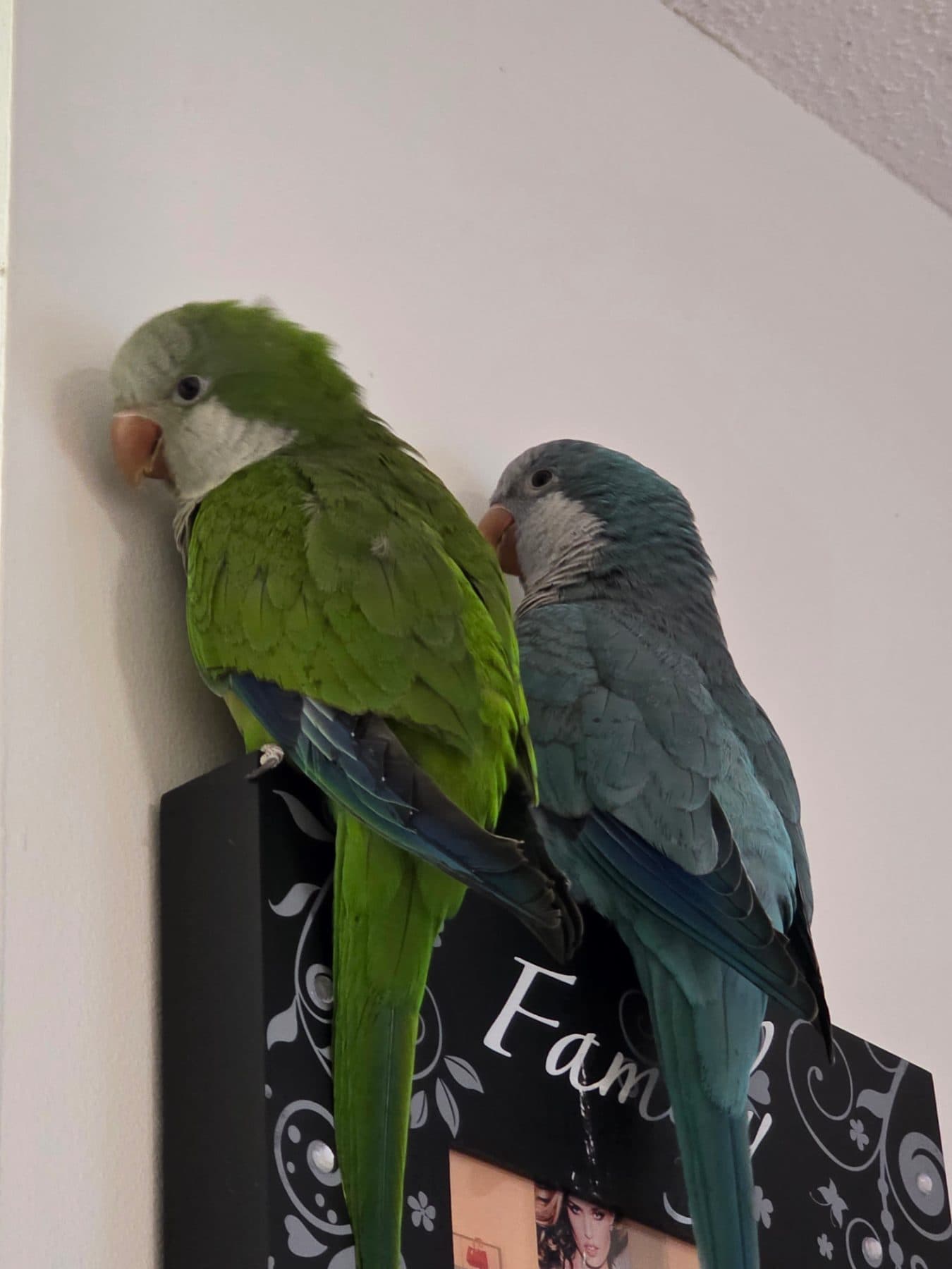 LOST Quaker Parrot in Fairview mall — Mochi Matcha