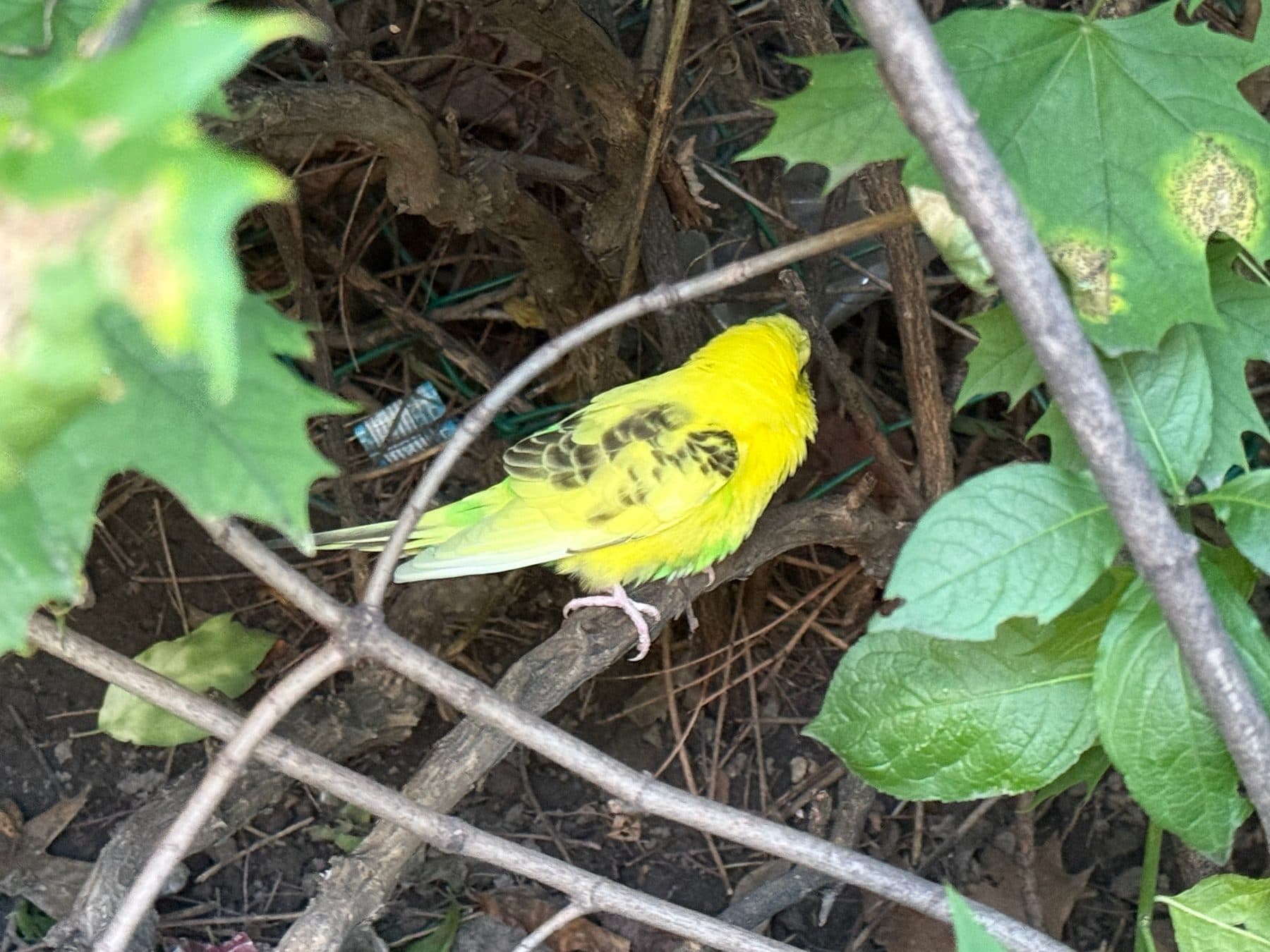 REUNITED Budgie in Fairbank, Toronto, Ontario — Found parakeet/budgie near Eglinton & Marlee