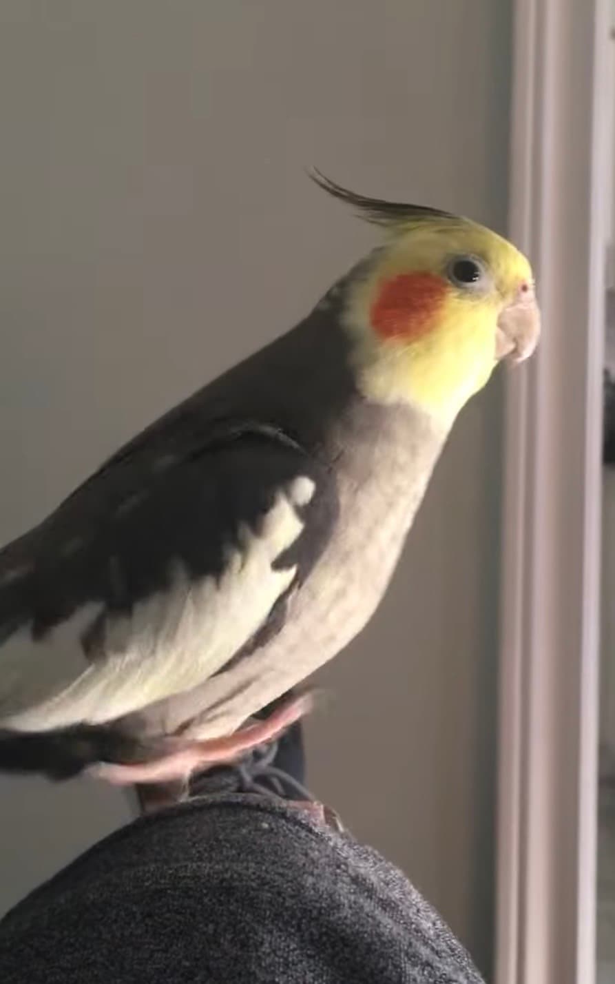 LOST Cockatiel in Mays Cres. Mississauga — Lost cockatiel