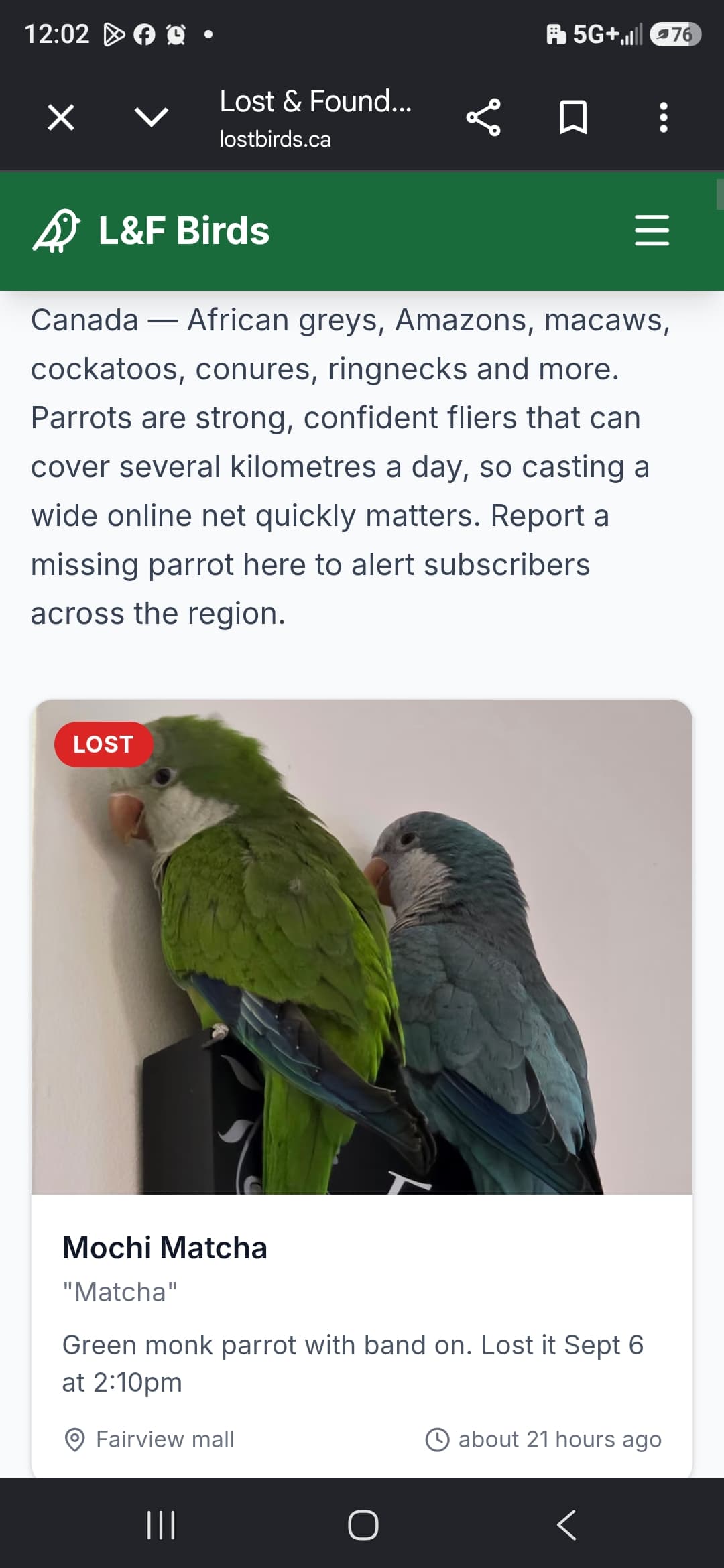 FOUND Quaker Parrot in Fairview mall — Found Matcha