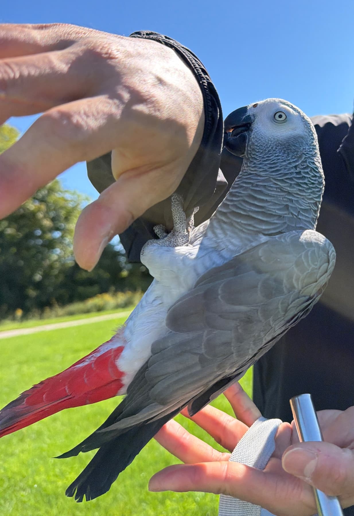 LOST African Grey in 788 zaifman circle — Lost near sunningdale Richmond, london