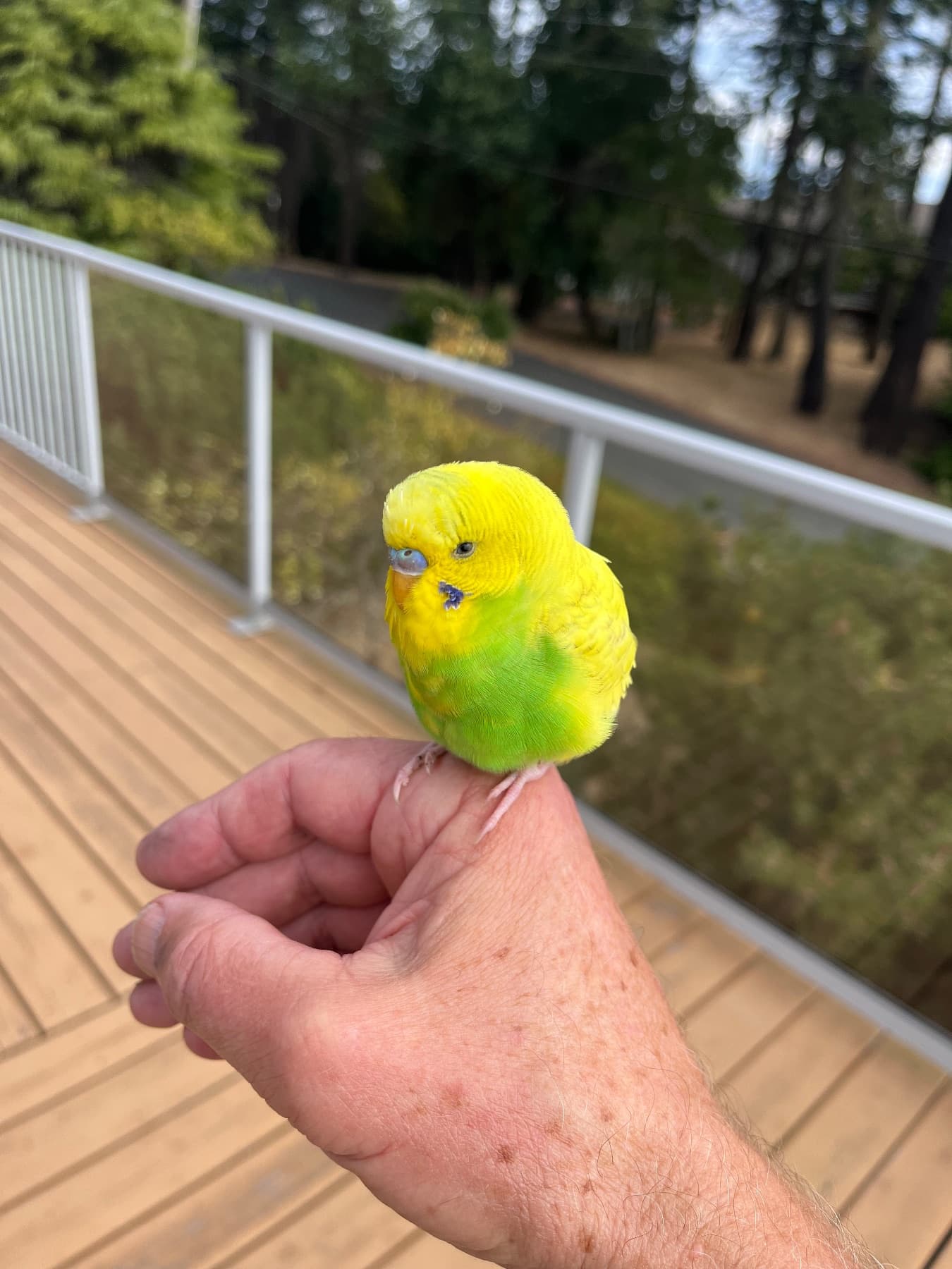 FOUND Budgie in Paula Terrace, Victoria, BC — Yellow Budgie