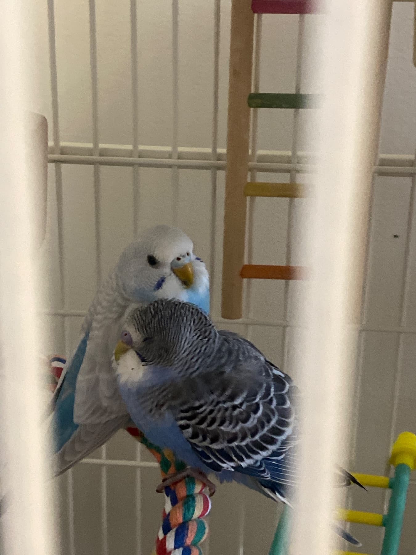 LOST Budgie in Winnipeg, MB — Lost male blue budgie