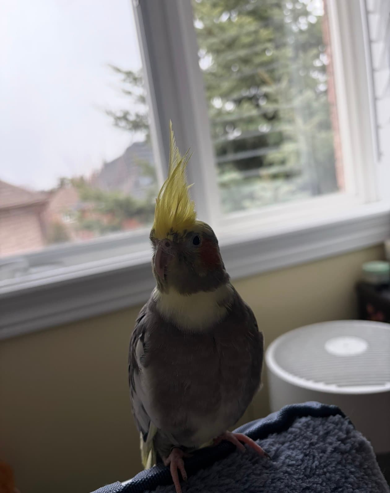 LOST Cockatiel in Richmond Hill, Ontario — Lost cockatiel Richmond hill Elgin mills / Bathurst