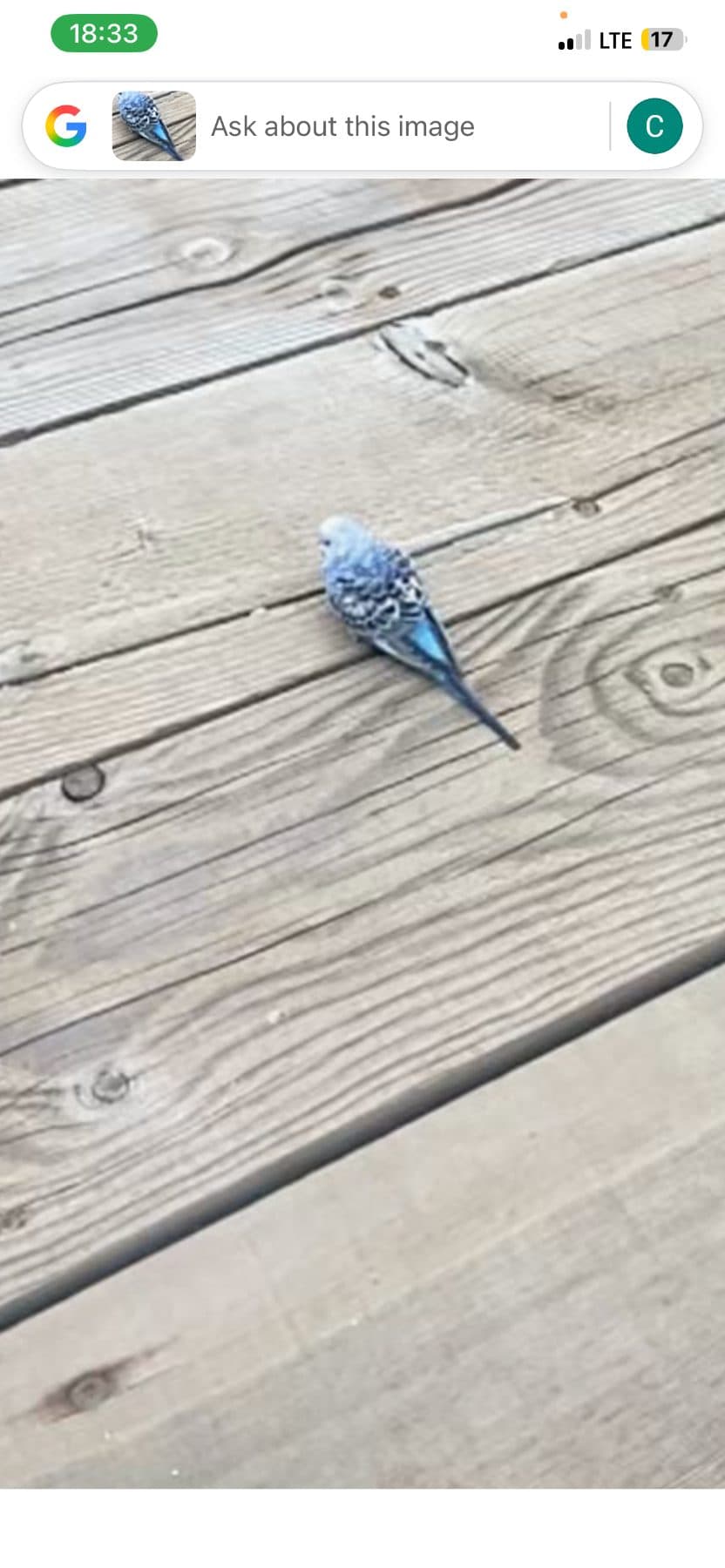 FOUND Budgie in Brampton — Blue budgie spotted in Brampton