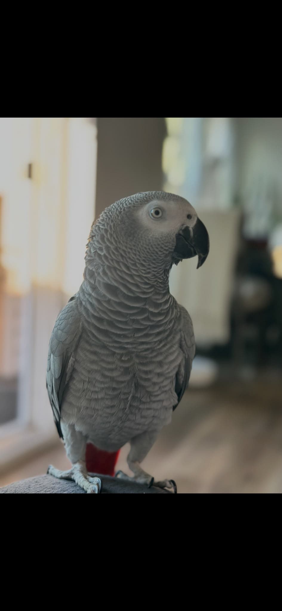 REUNITED African Grey in Intersection between Winterburn 215 street and Edgemont blvd in the forest — Lost African gray parrot