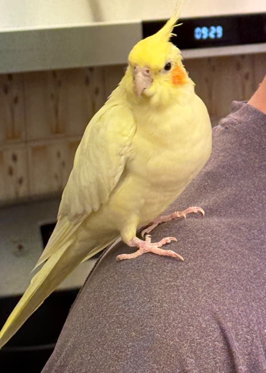 LOST Cockatiel in Scarborough, ON — Lost Lutino Cockatiel @ Steeles/Warden