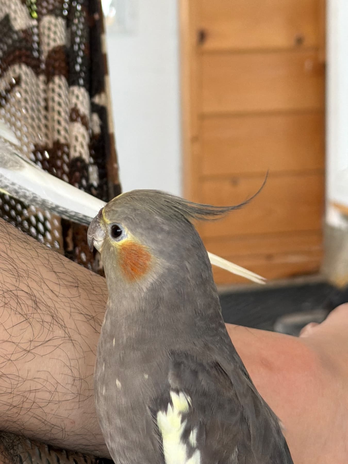 LOST Cockatiel in Winnipeg MB — Lost Cockatiel near Fort Richmond Collegiate