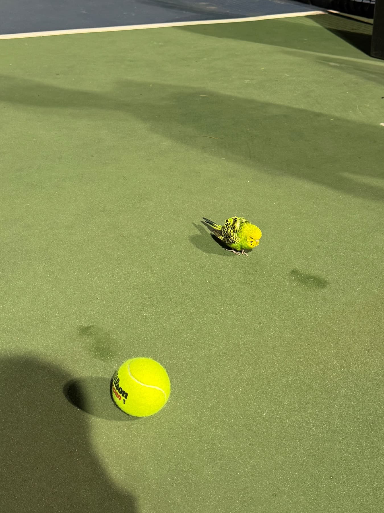 FOUND Budgie in Thornhill,Markham — Found a budgie in Thornhill Park Tennis Club