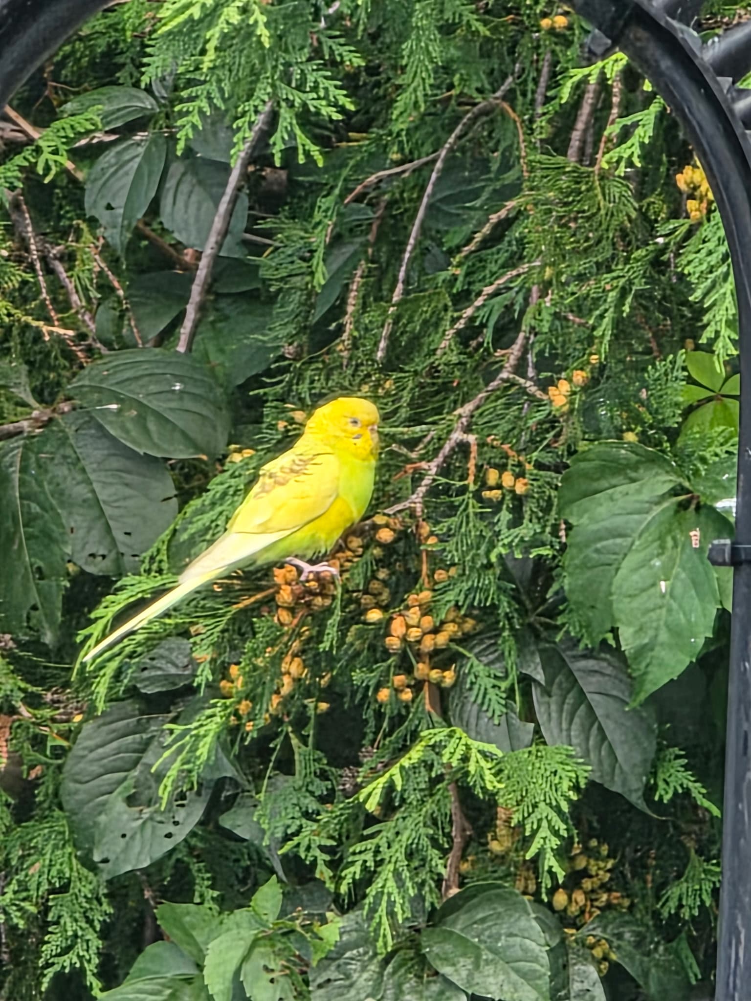 FOUND Budgie in Vanessa Ontario — “There is a domestic budgie loose in my yard