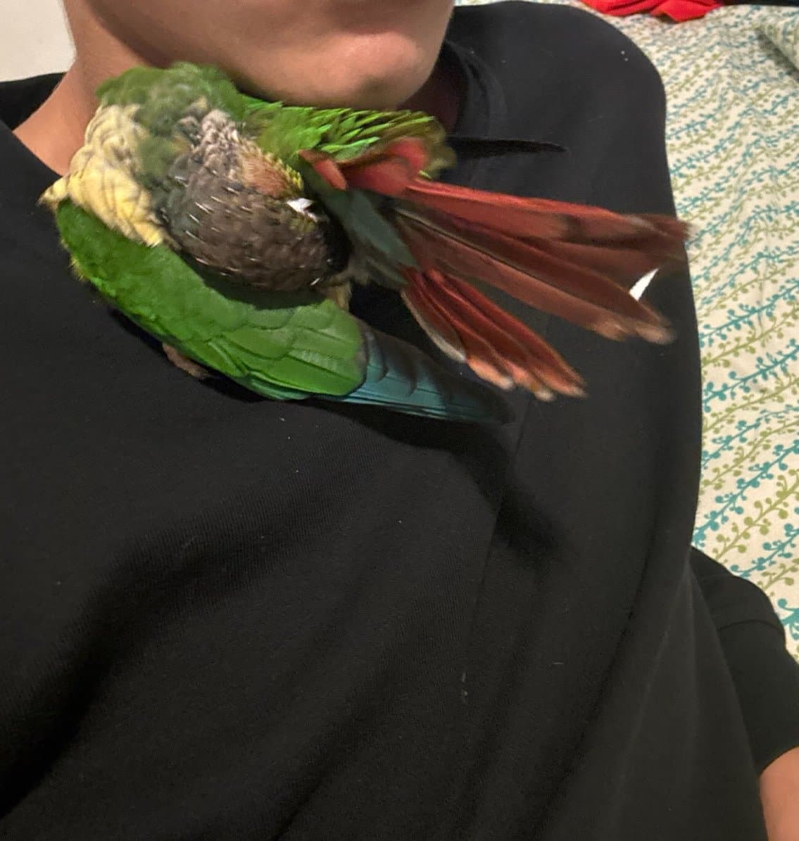 LOST Conure in North York Toronto ON — green cheek conure (Nahum)