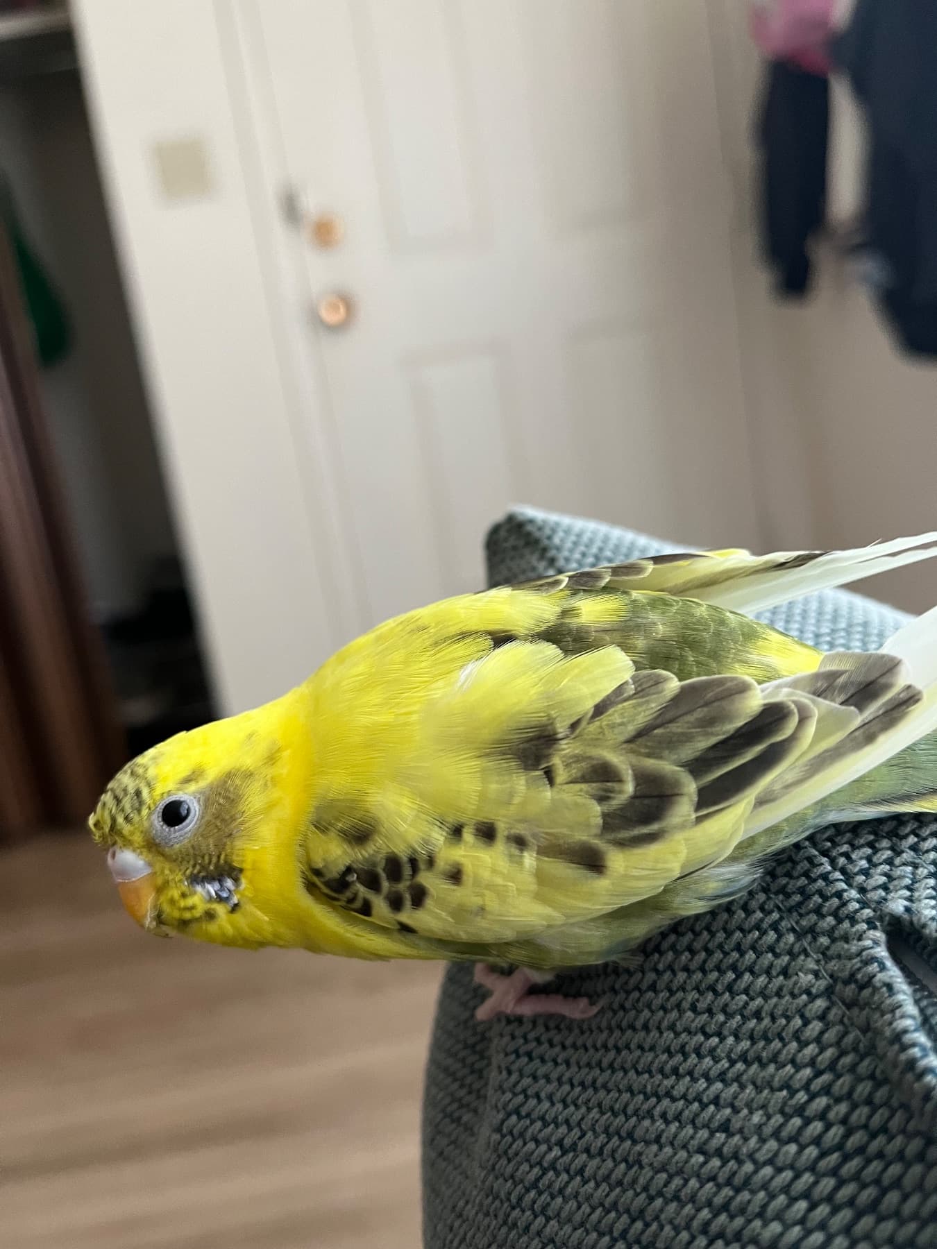 LOST Budgie in Calgary — Yellow with black dots Huntington area