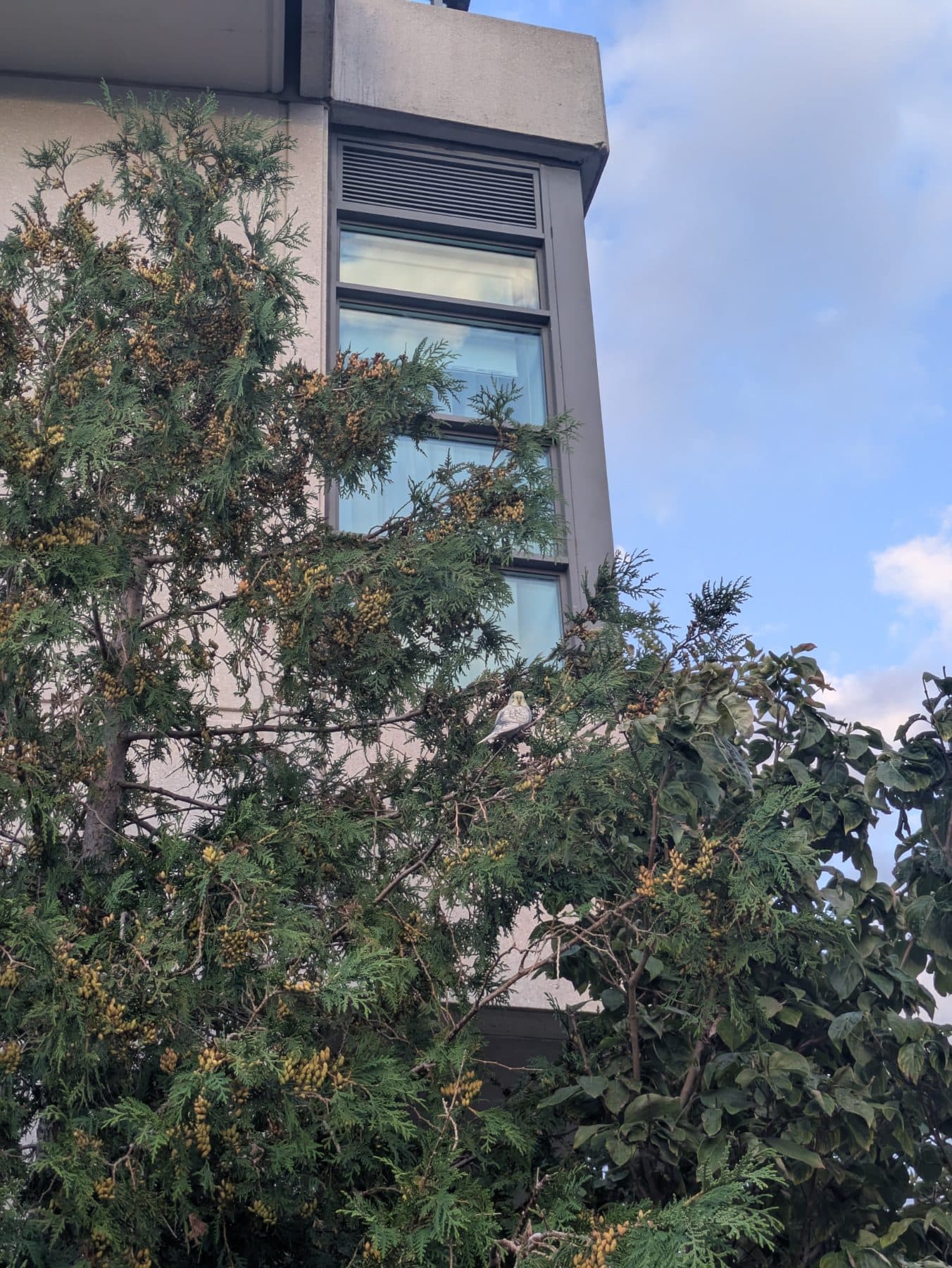 FOUND Budgie in Toronto, ON — Budgie seen near Eglinton and Brentcliffe