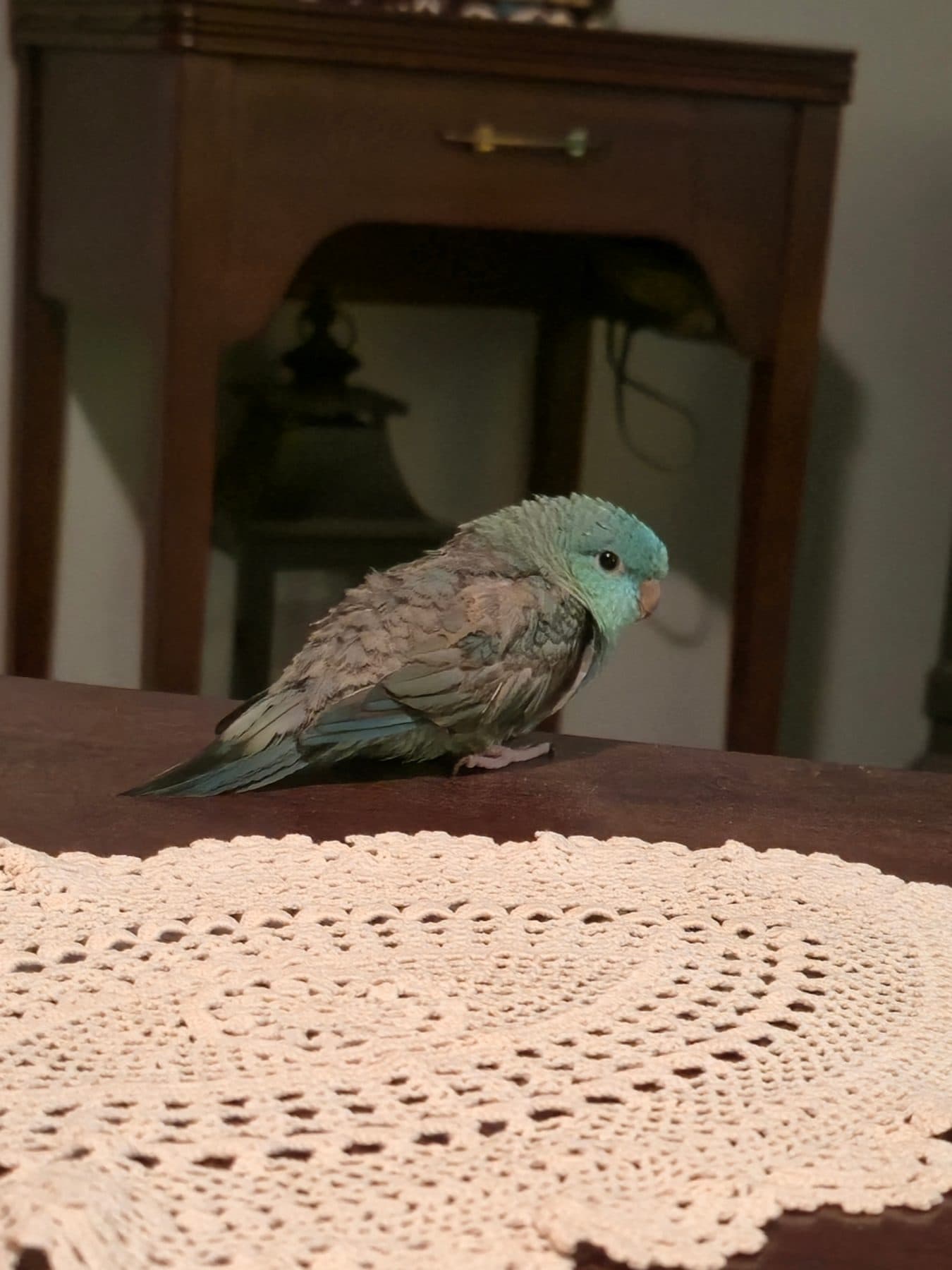LOST Other in Tiny Ontario Farlain Lake Rd W — Lost turquoise Lineolated Parakeet