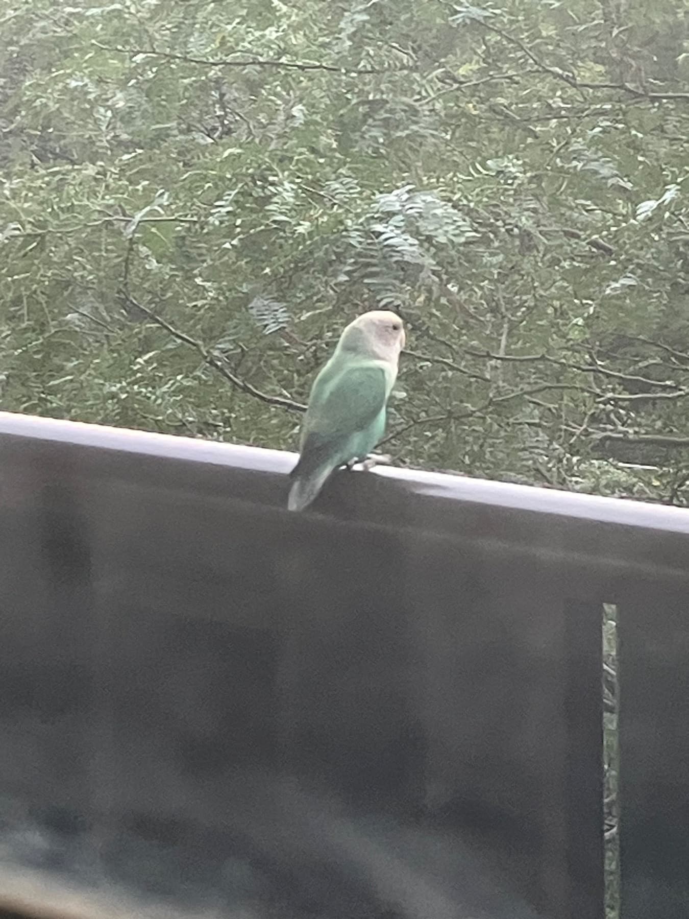FOUND Lovebird in Barrington /Easdale — Found lovebird