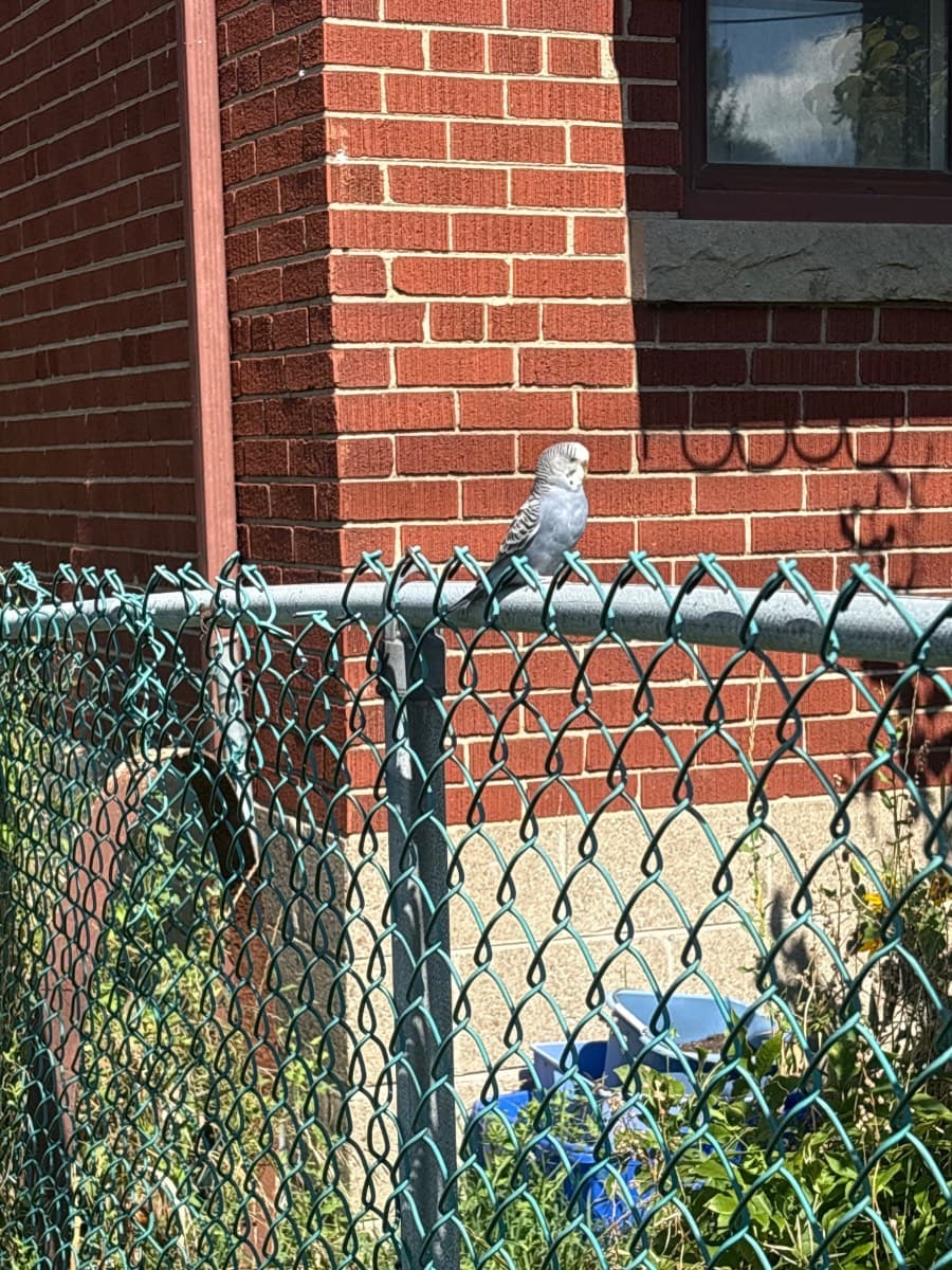 FOUND Budgie in 12 Corvette Ave — Found blue budgie in Scarborough