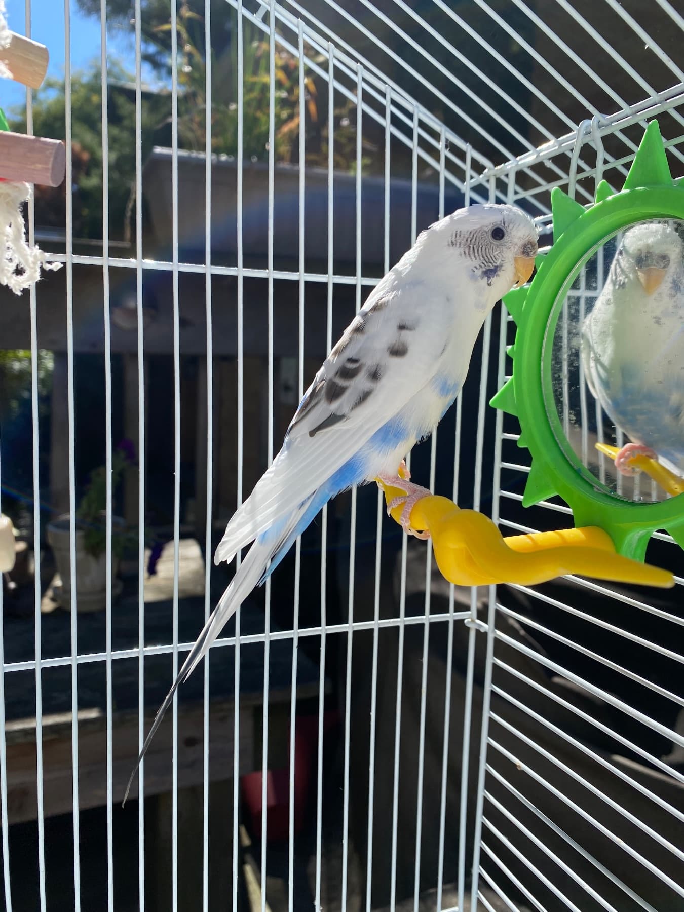 LOST Budgie in East York Toronto st Clair and o’connor — Missing Budgie (Sweety)