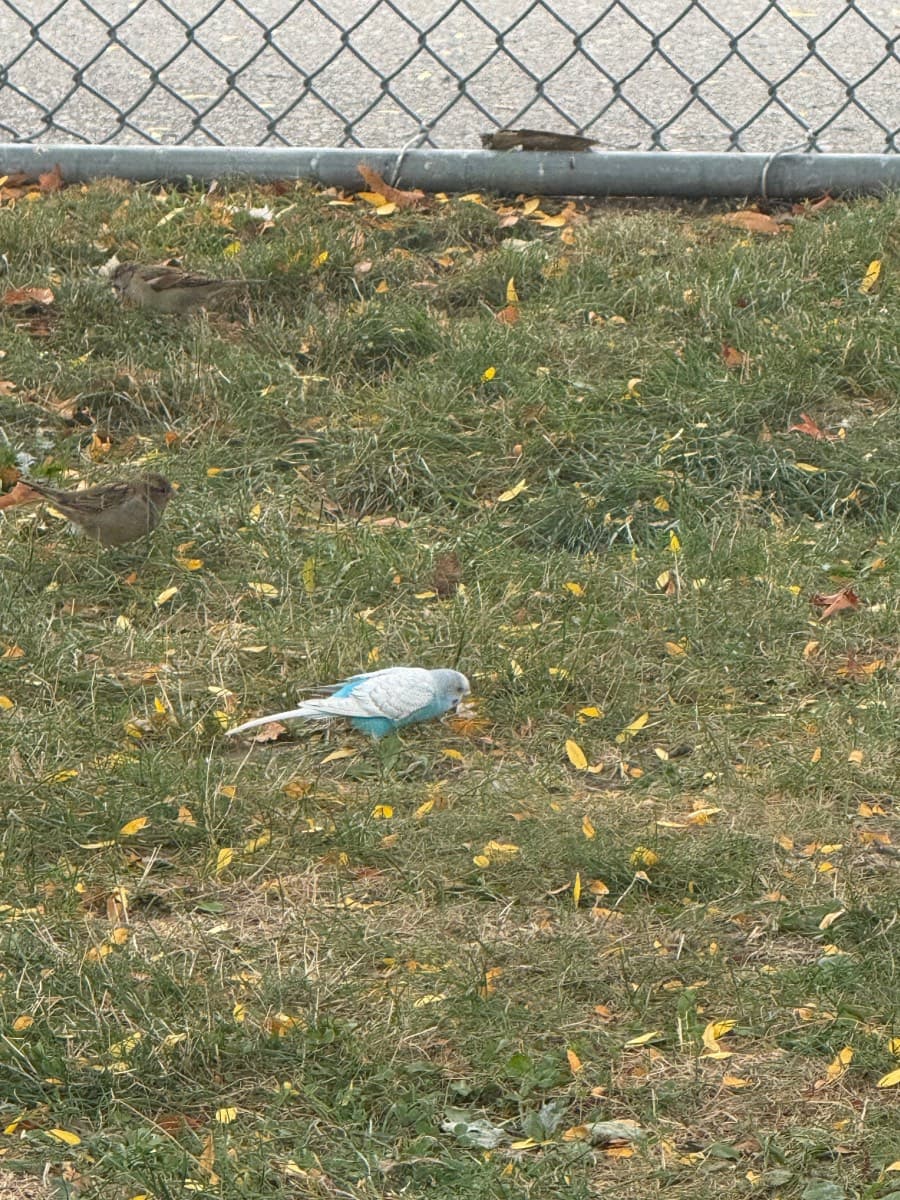 FOUND Budgie in Davenport Road & Bristol Avenue. Outside of St. Mary’s of the Angels Catholic School — Spotted blue and white budgie near Davenport Rd & Bristol Ave, outside of St. Mary’s of the Angels catholic school