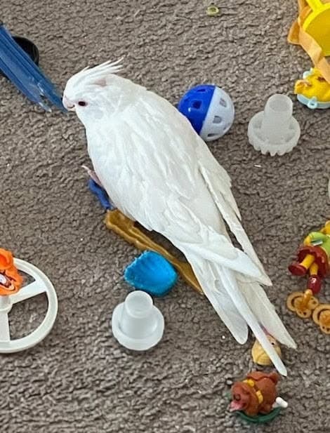 LOST Cockatiel in Rycroft Alberta Canada. — Lost cockatiel pure white