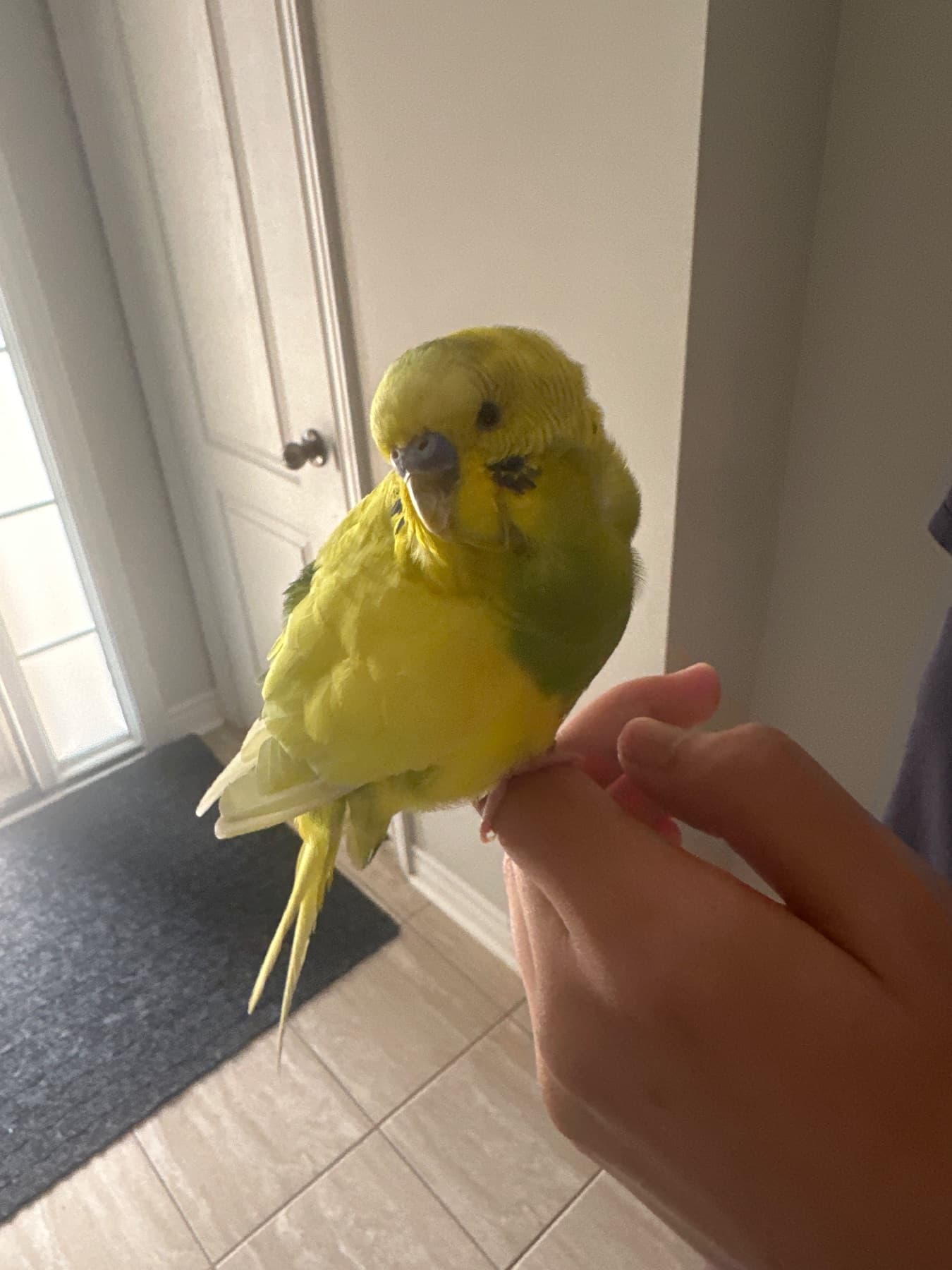 FOUND Budgie in Brampton — Yellow budgie