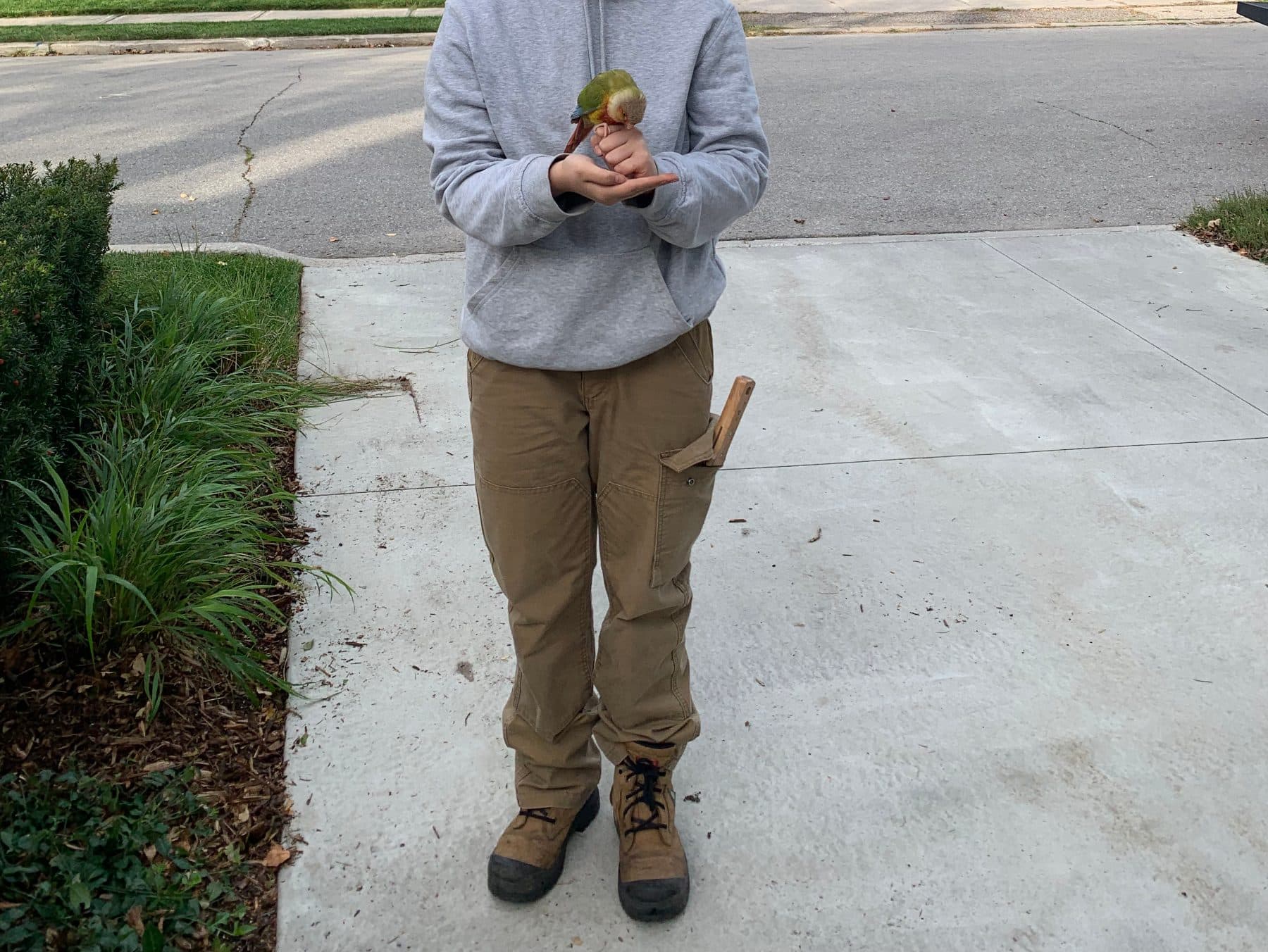 FOUND Conure in 15 granite rd, North york — Found Pineapple Canure, Granite Rd, another York