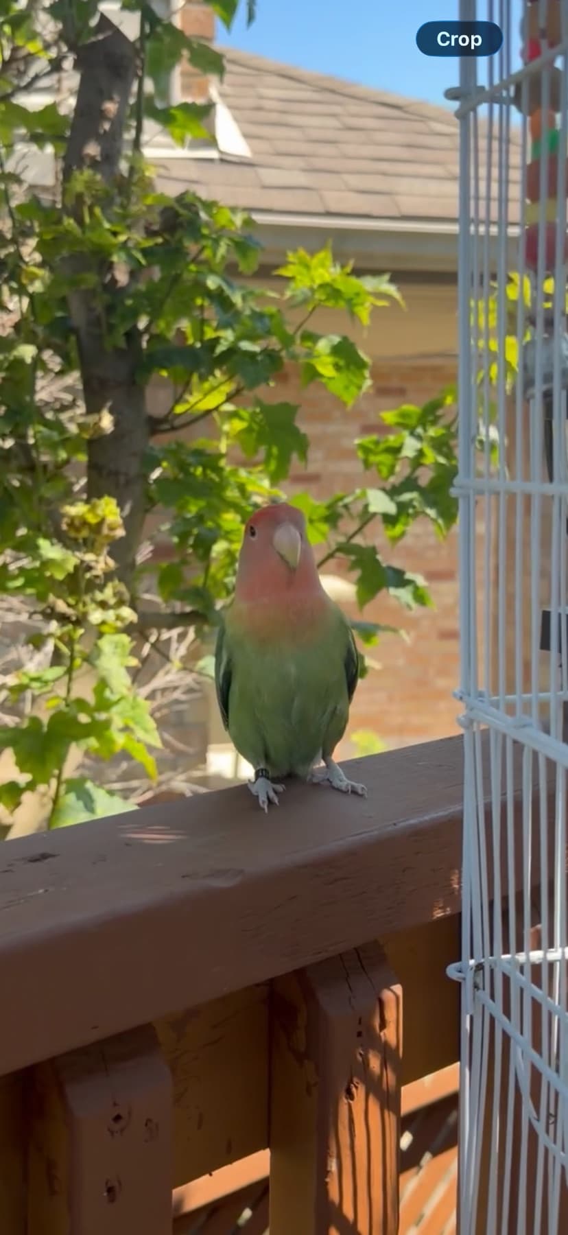 LOST Lovebird in London — Green and red body