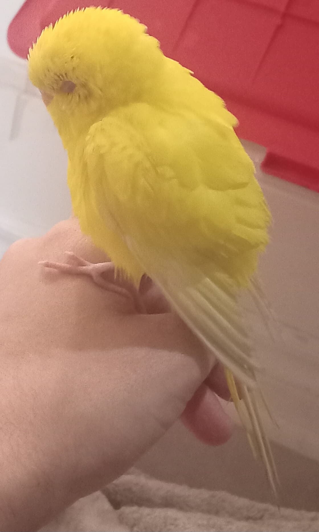 FOUND Budgie in Scarborough — Found peep at Scarborough GO stn