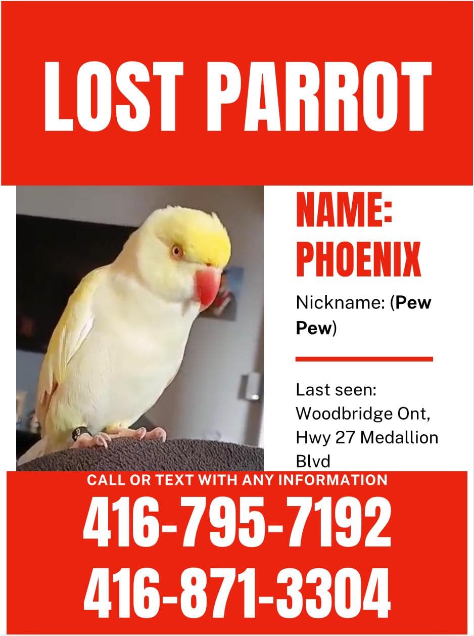 LOST Indian Ringneck in view north court and Hwy 27 near the hydro lines in the field — Lost Indian Ringneck near View North Court and Hwy 27 area