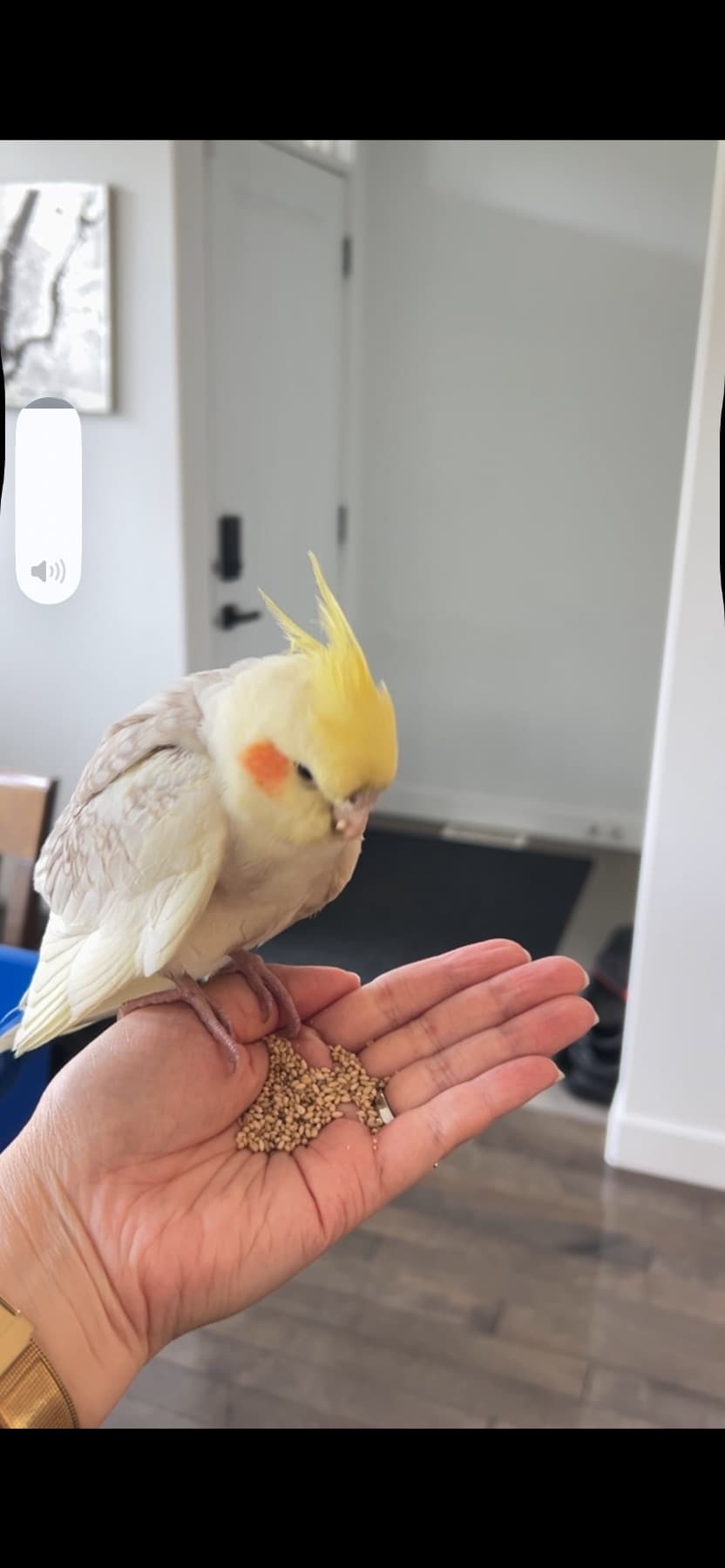 FOUND Cockatiel in Calgary — Friendly cockatiel found in Winston Heights