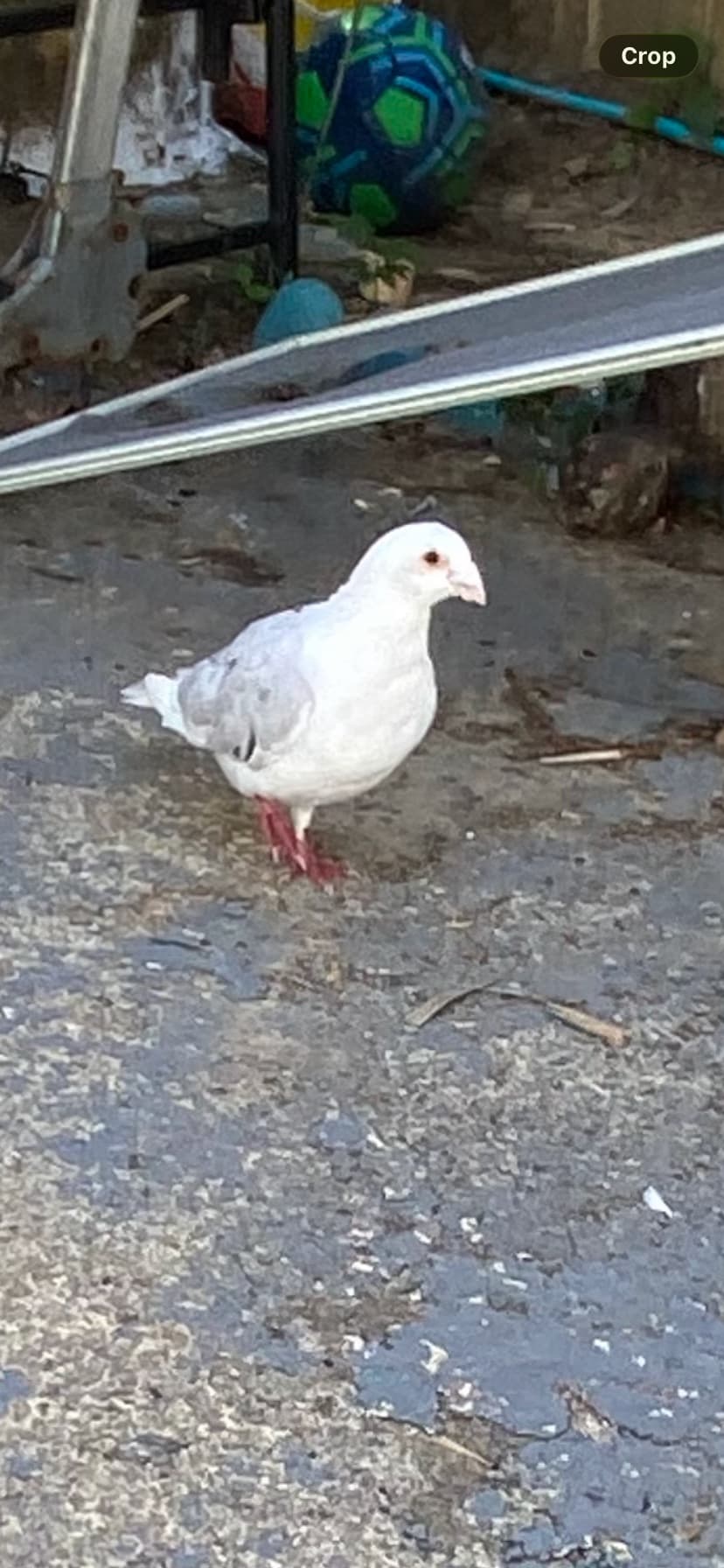 FOUND Pigeon in Chatham Ontario — White bird in st Clair estates Chatham