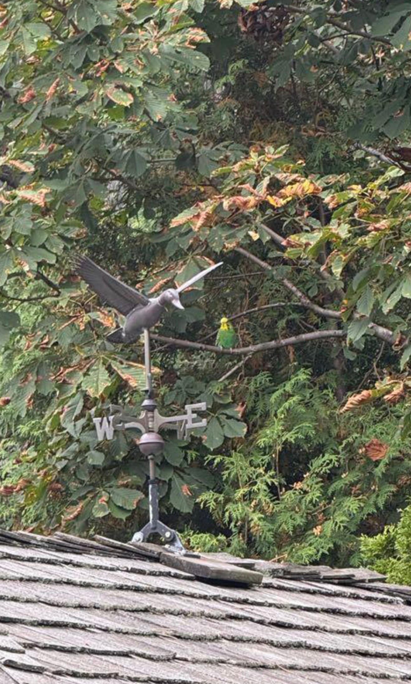 FOUND Budgie in Richmond Hill — Found/Spotted - Budgie with Green Body, Yellow Head