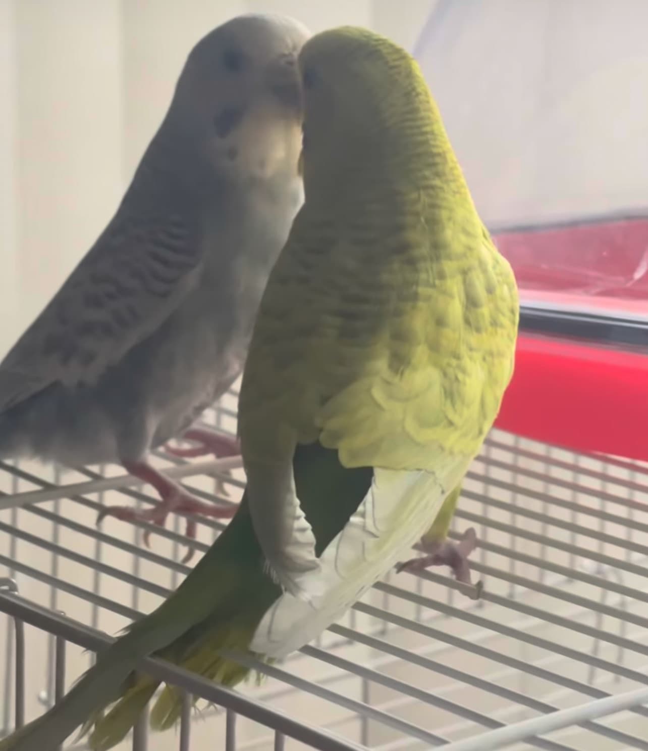 LOST Budgie in 8700 Ackroyd Road Richmond BC — Lost green male 5 year old budgie near Ackroyd and Arcadia road Richmond BC