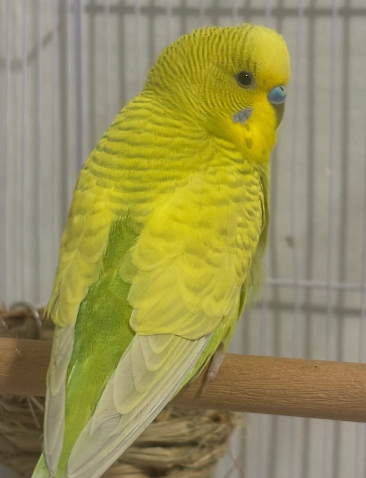 LOST Budgie in Whitby Ontario white oaks crt — Lost yellow budgie