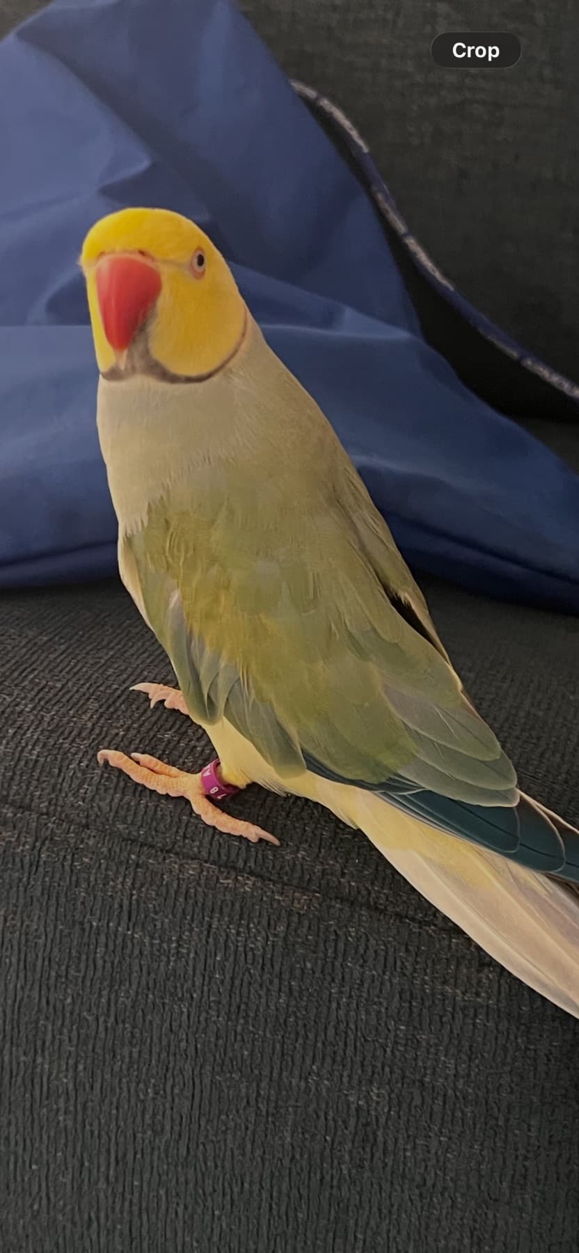 LOST Indian Ringneck in Romeo Road — Countyside & Gore Road, Romeo Road
