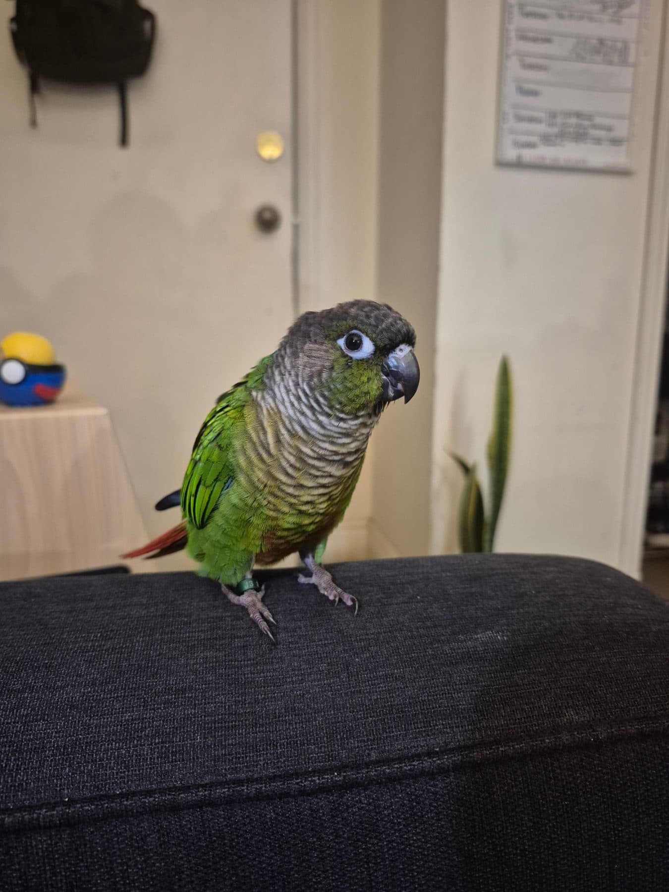 FOUND Conure in Mississauga Ontario — Found Bird