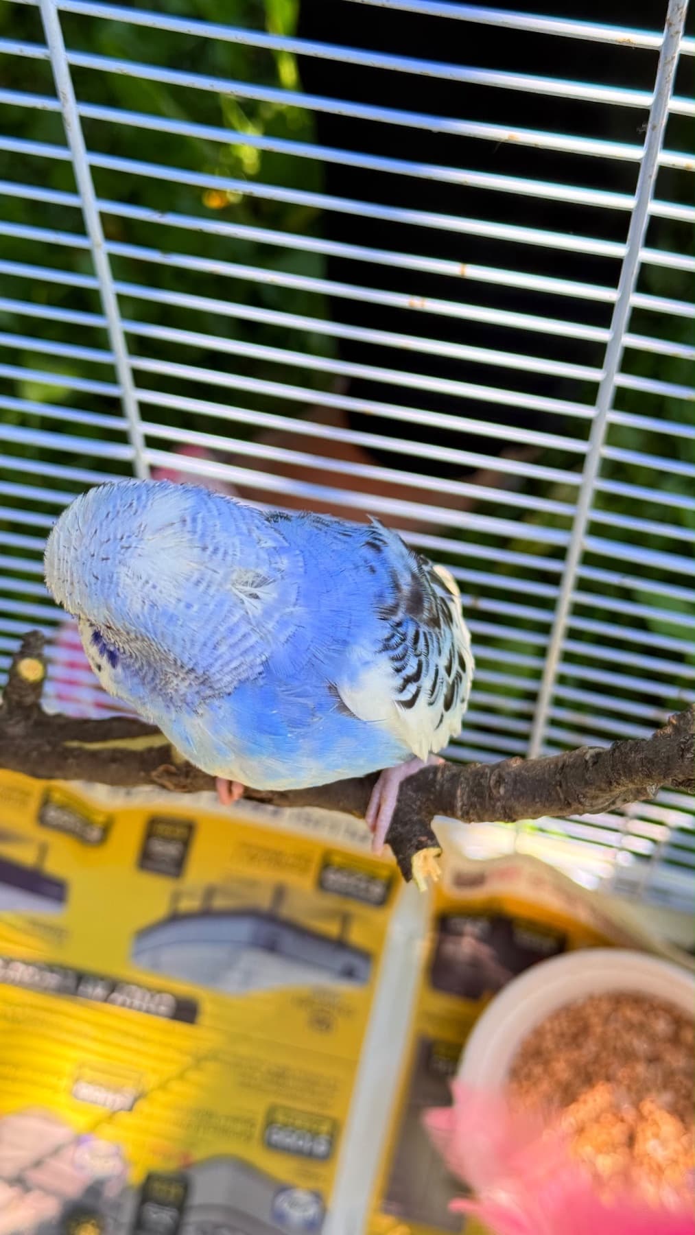 LOST Budgie in Malvern near Tapscott and finch — Lost blue colour budgie