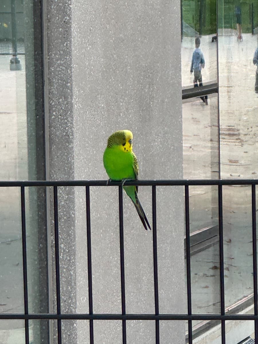 FOUND Budgie in CityPlace — Found Green Budgie Near Canoe Landing Park