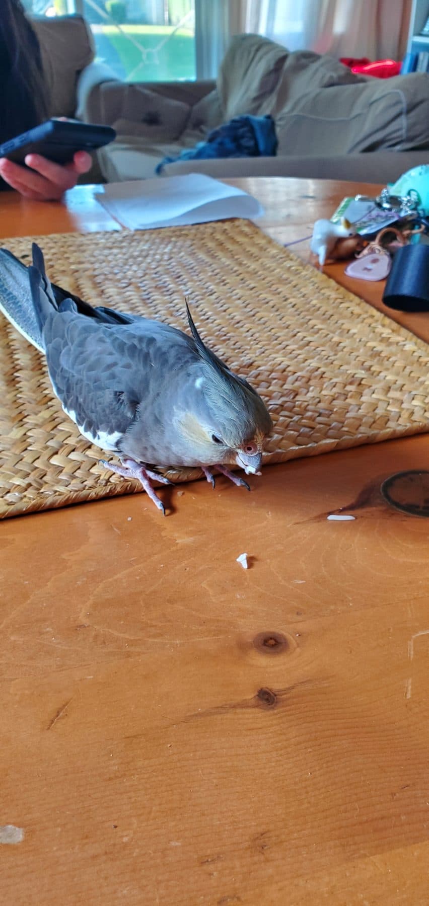 LOST Cockatiel in Vancouver, BC — Lost grey cockatiel near Victoria & Marine Dr in Vancouver