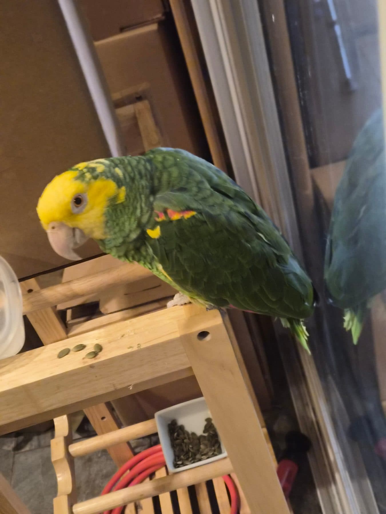 FOUND Amazon Parrot in Innisfil, ON — FOUND YELLOW-HEADED AMAZON PARROT — INNISFIL, ON
