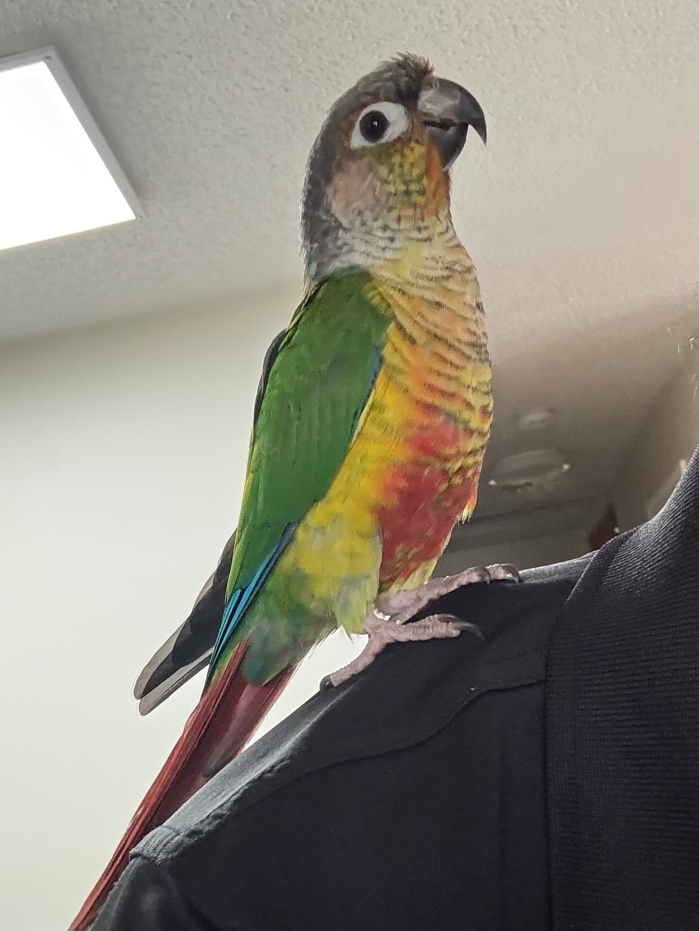 LOST Conure in Calgary β Lost green cheek conure