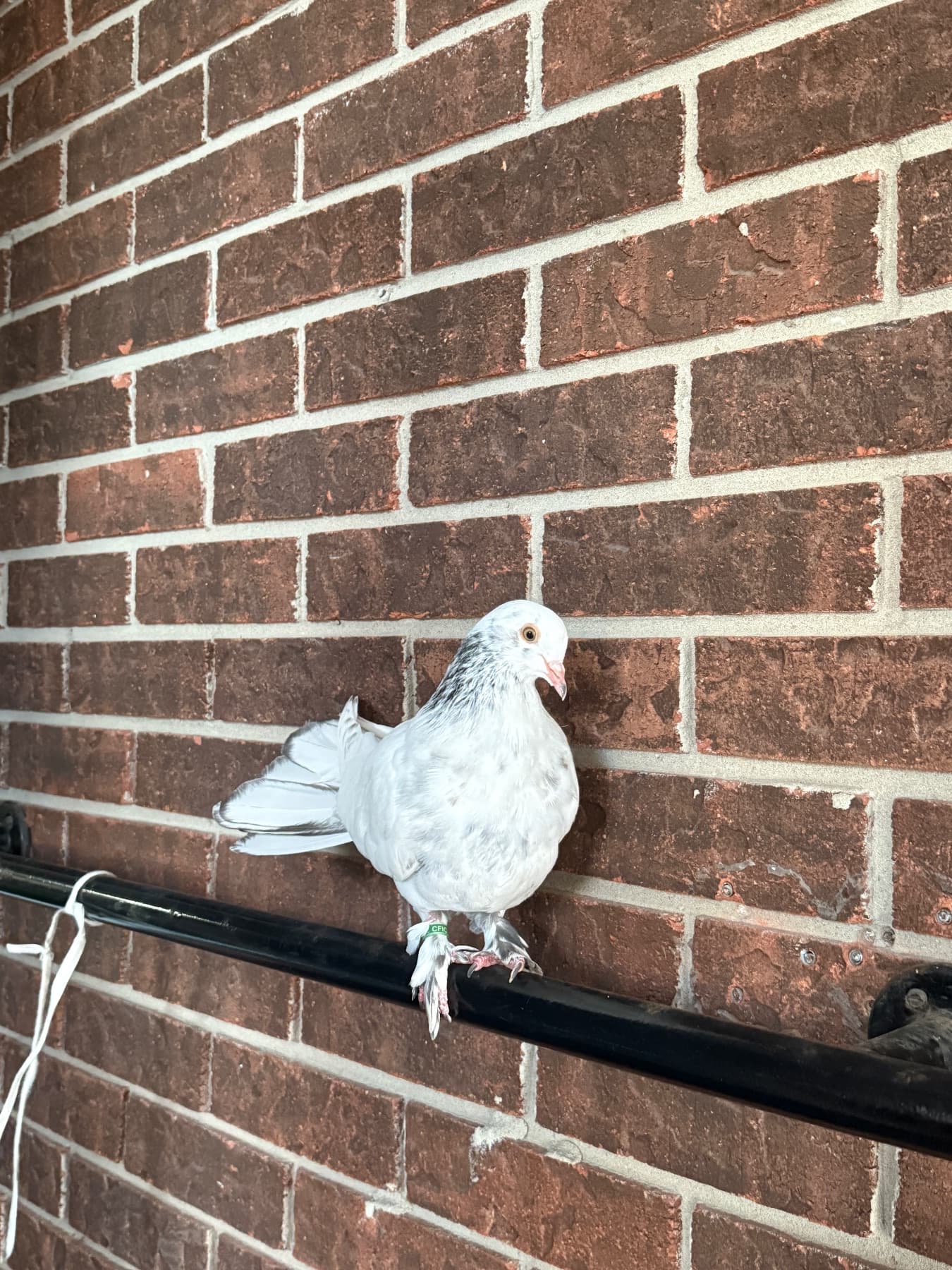 FOUND Pigeon in Brampton — White pigeon