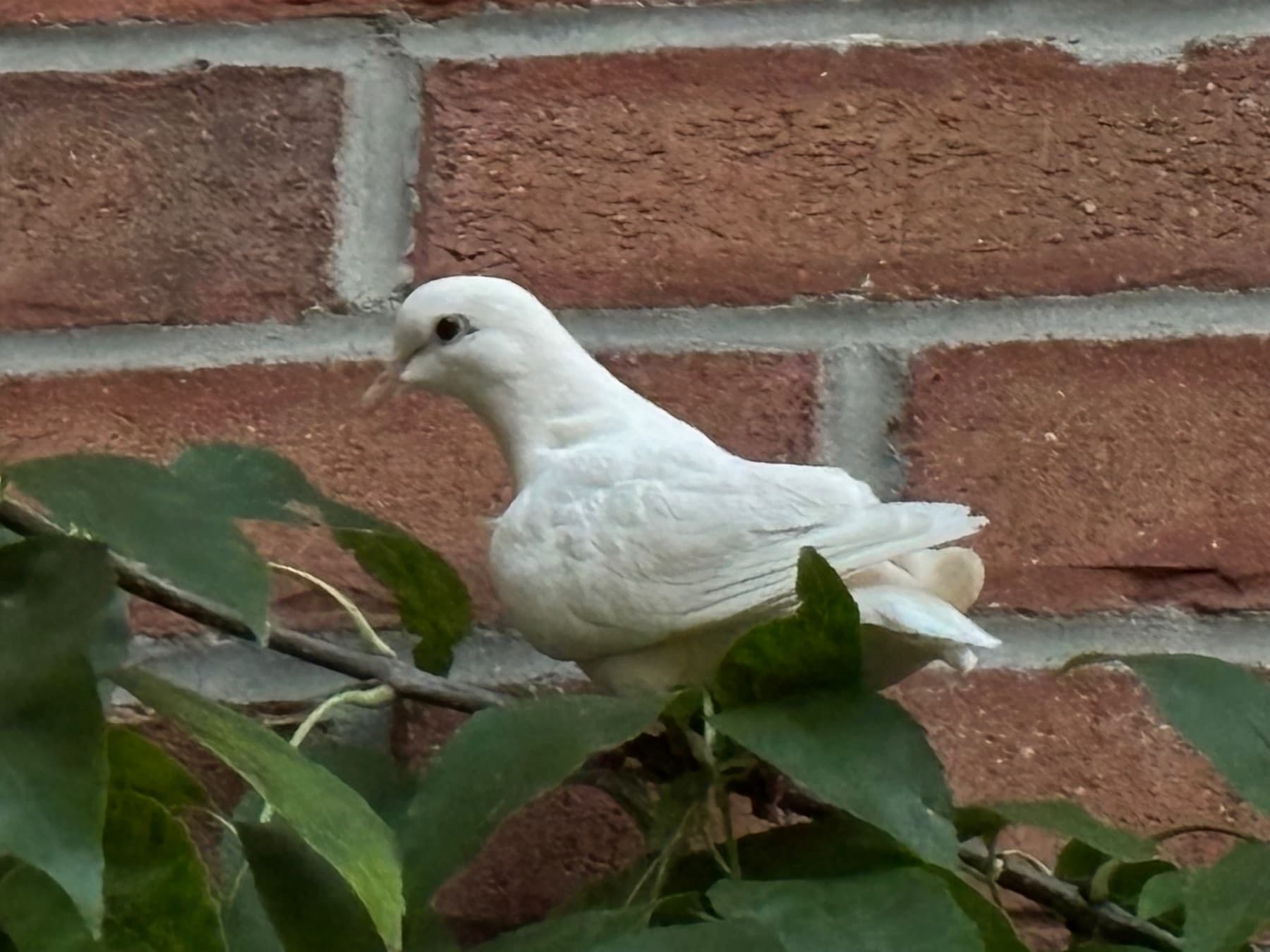 FOUND Other in 433 Jarvis St. toronto — Found white dove
